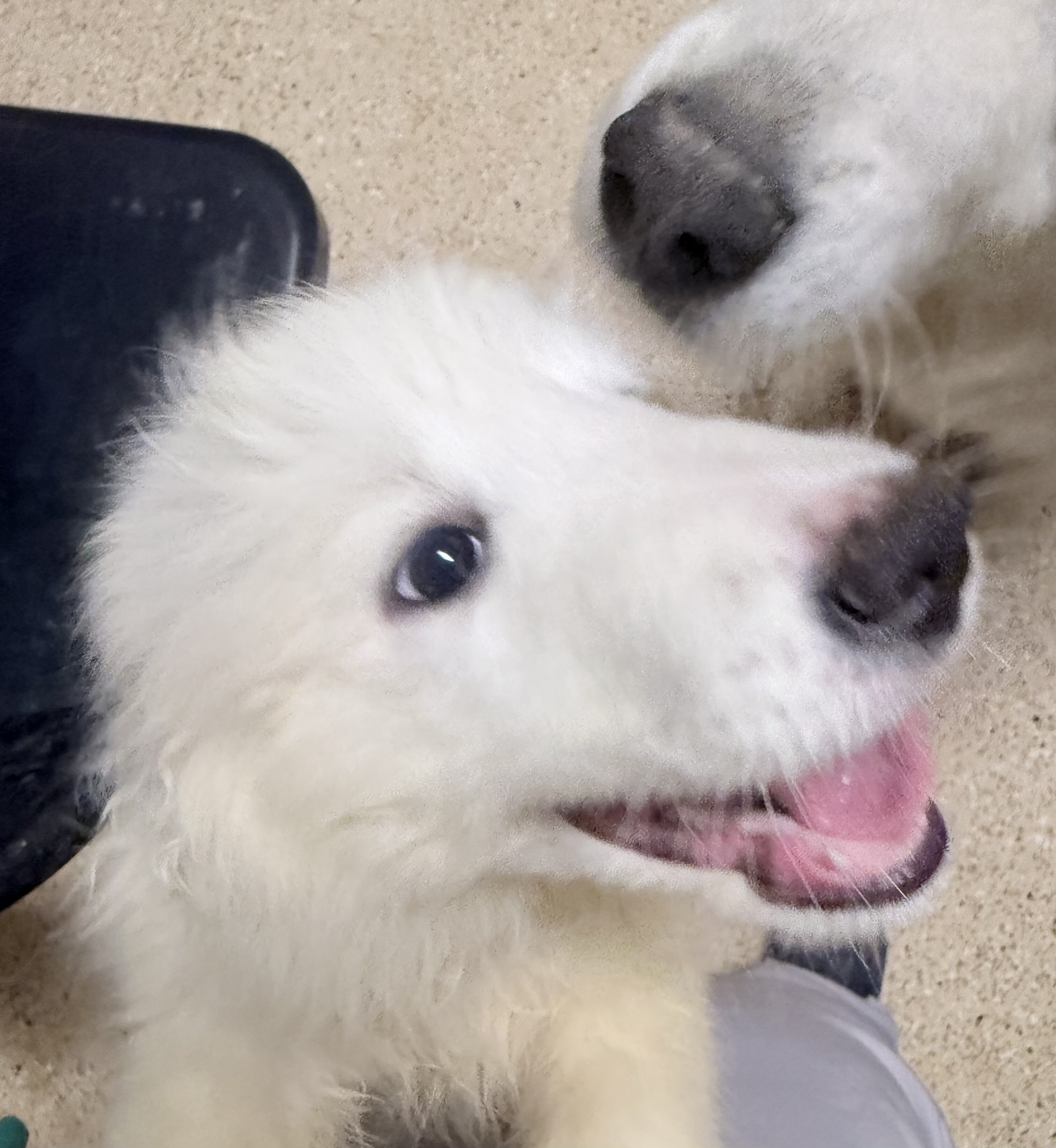✨ Great Pyrenees Puppies🐾 - New Home Ready image 1