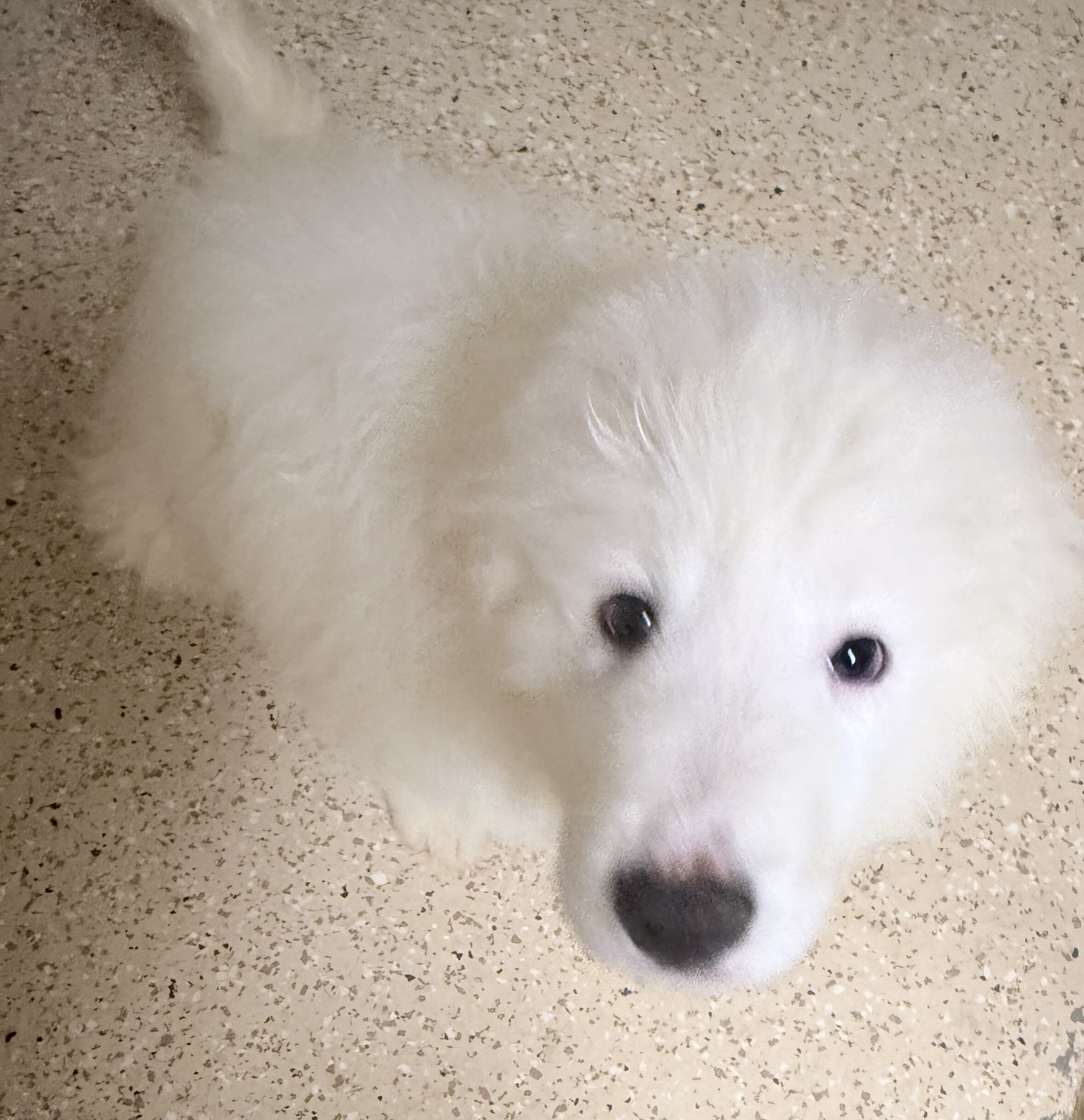 ✨ Great Pyrenees Puppies🐾 - New Home Ready image 4
