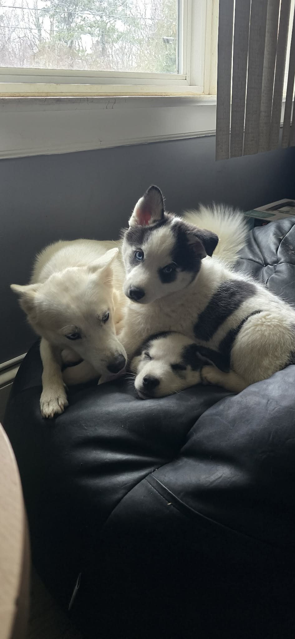 American Eskimo pups image 2