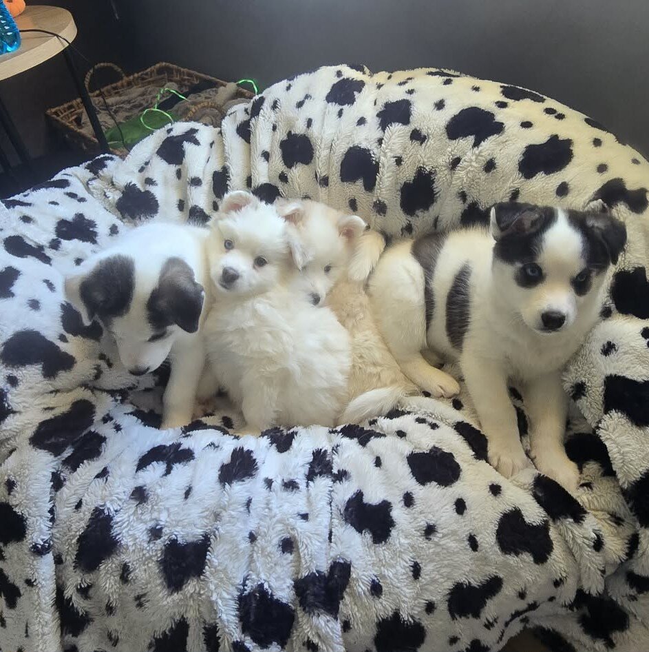 American Eskimo pups image 1