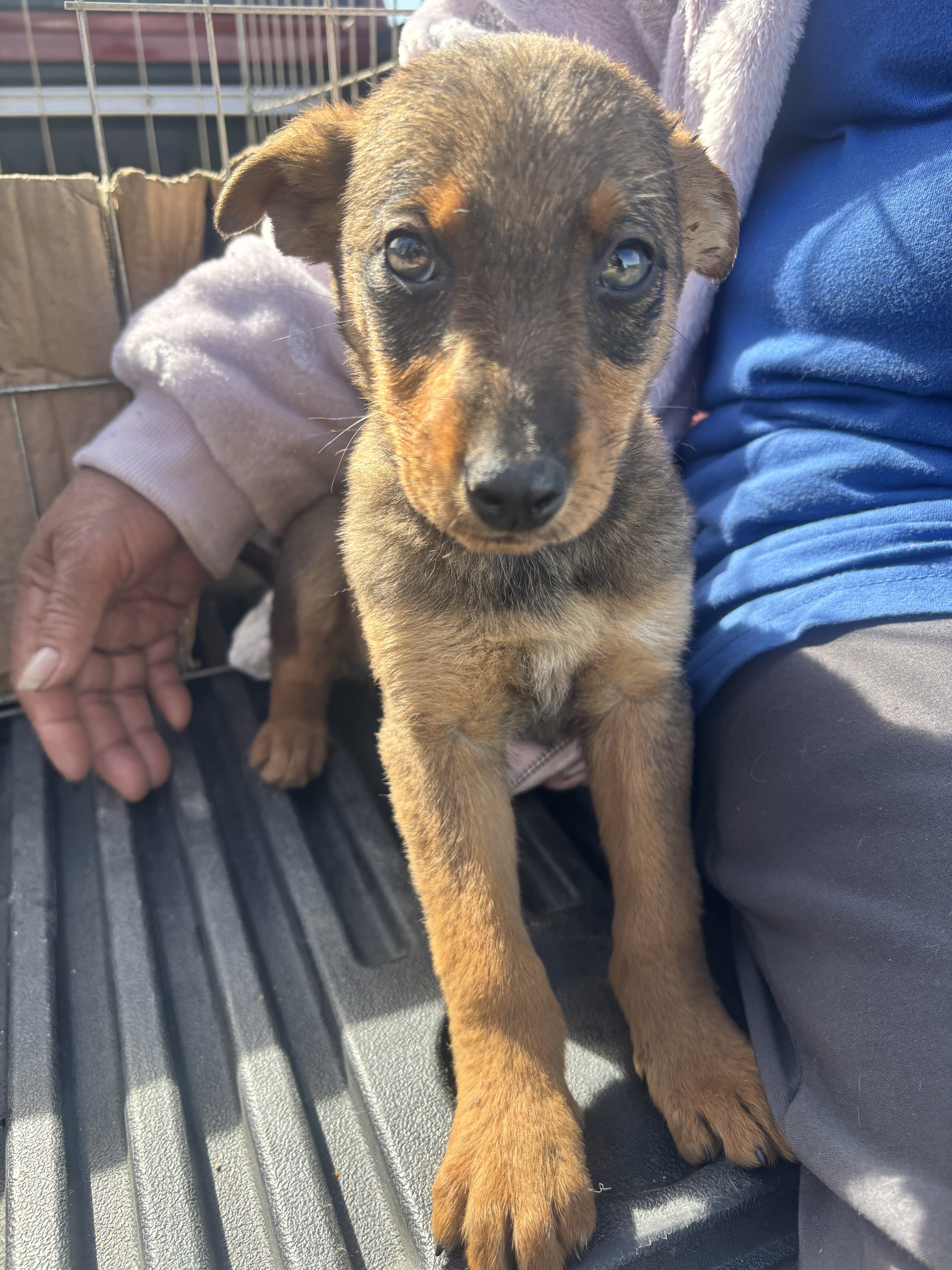 Labrador terrier mix image 1