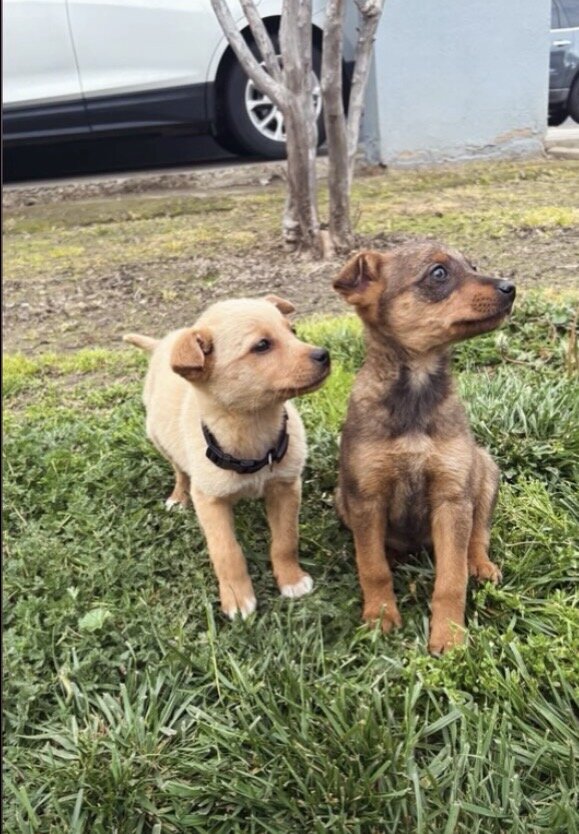 Labrador terrier mix image 2