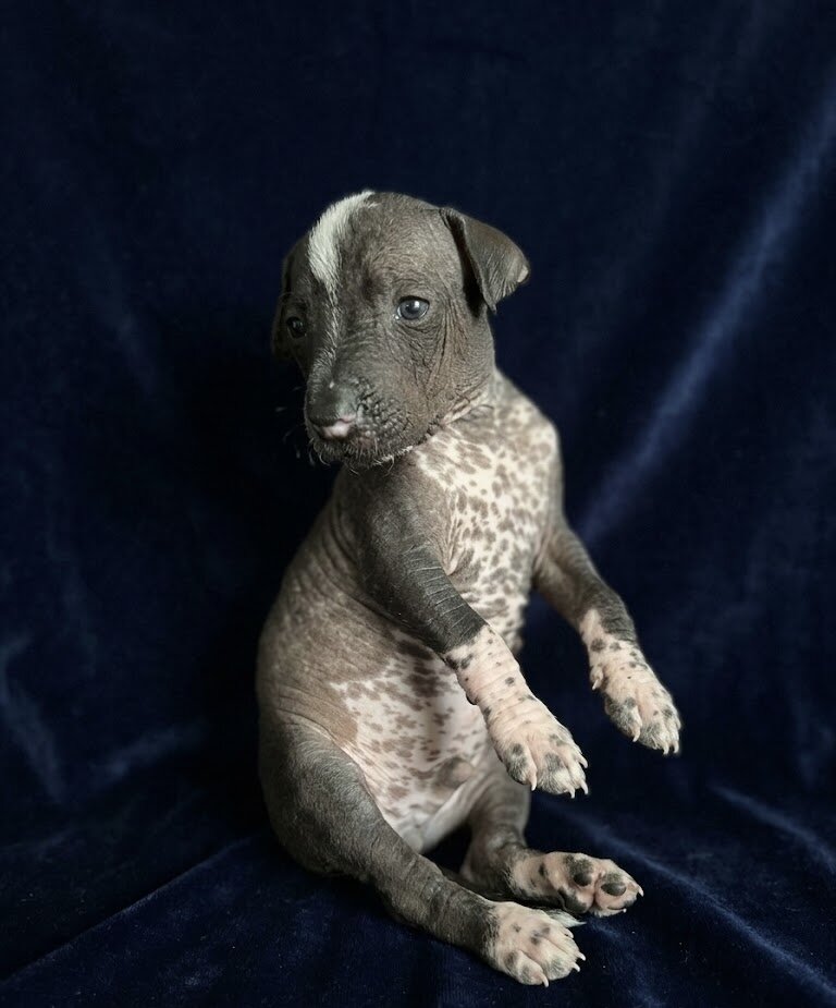 Mariposa Xoloitzcuintli image 1