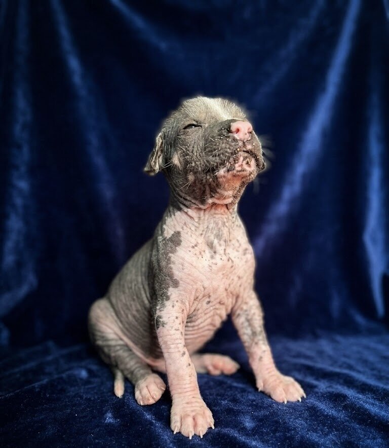 Mariposa Xoloitzcuintli image 3