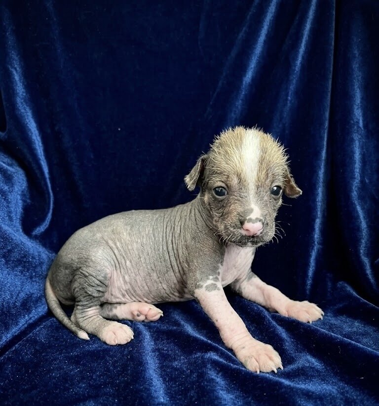 Mariposa Xoloitzcuintli image 2