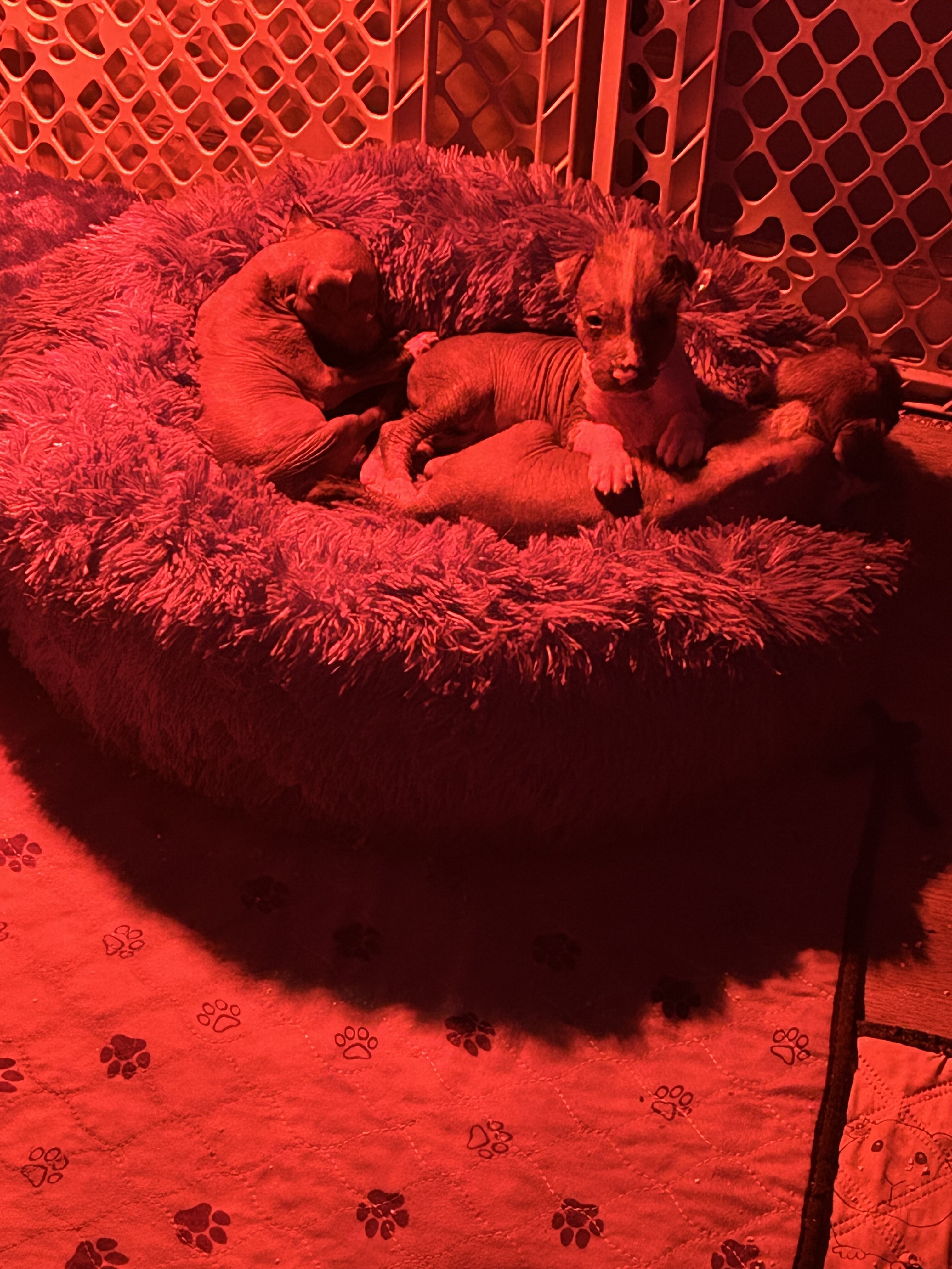 Mariposa Xoloitzcuintli image 5