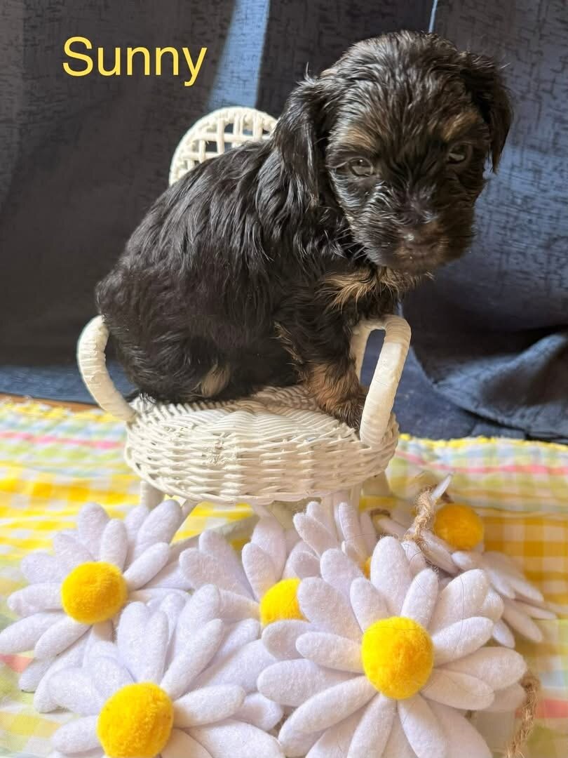 YorkiePom image 1