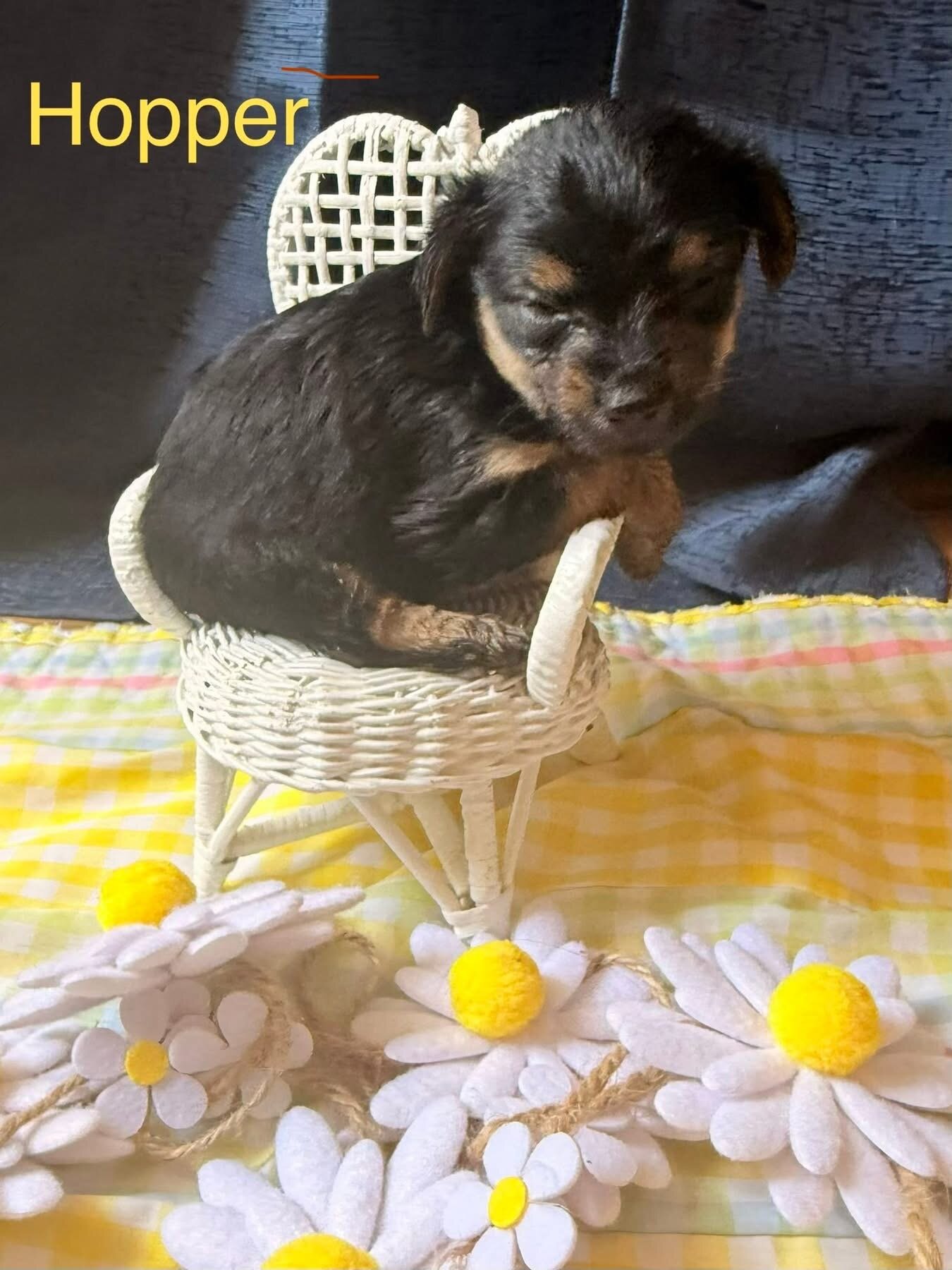 YorkiePom image 2