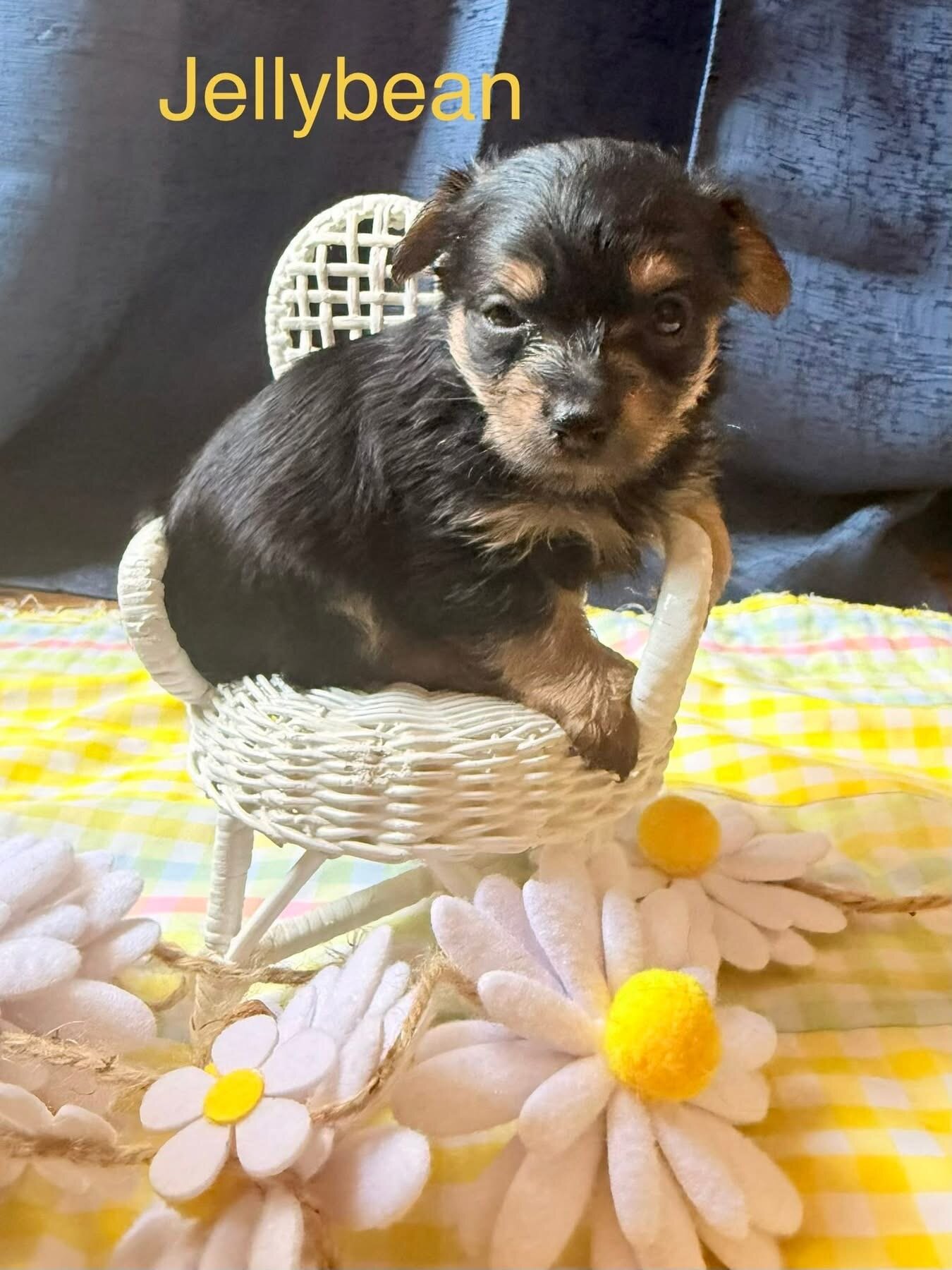 YorkiePom image 3