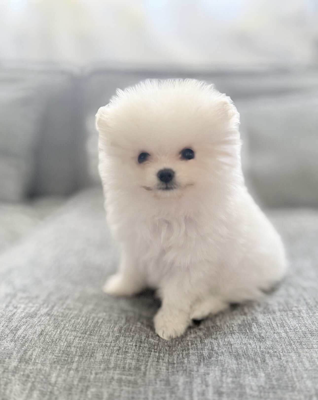 Pomeranian puppies image 3