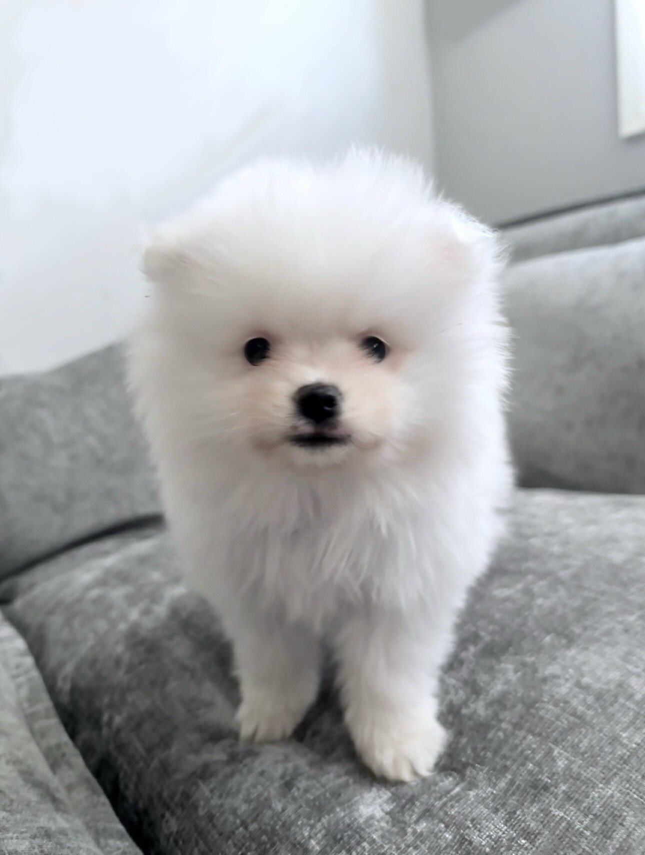Pomeranian puppies image 2