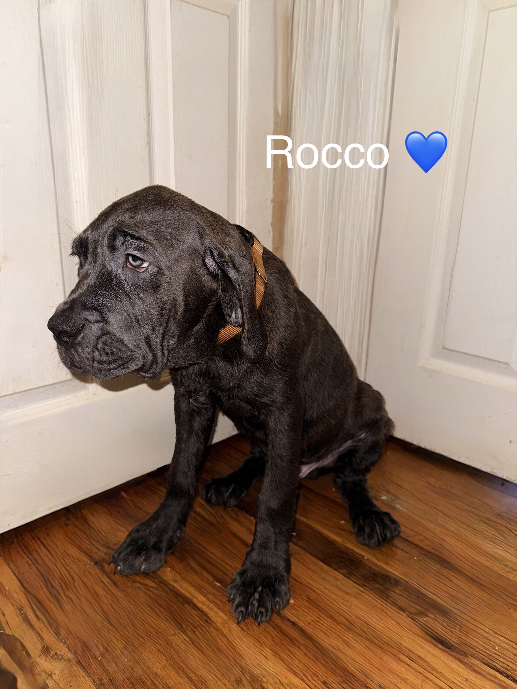 Cane Corso Puppies image 5