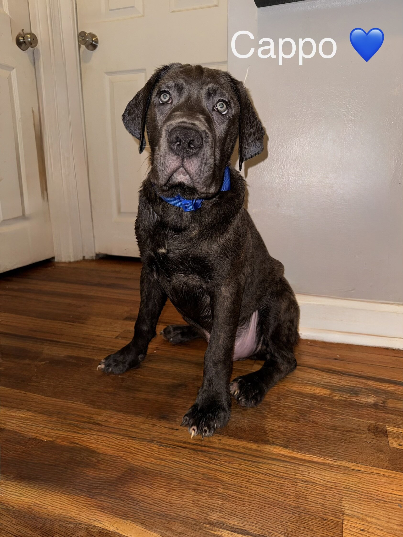 Cane Corso Puppies image 4