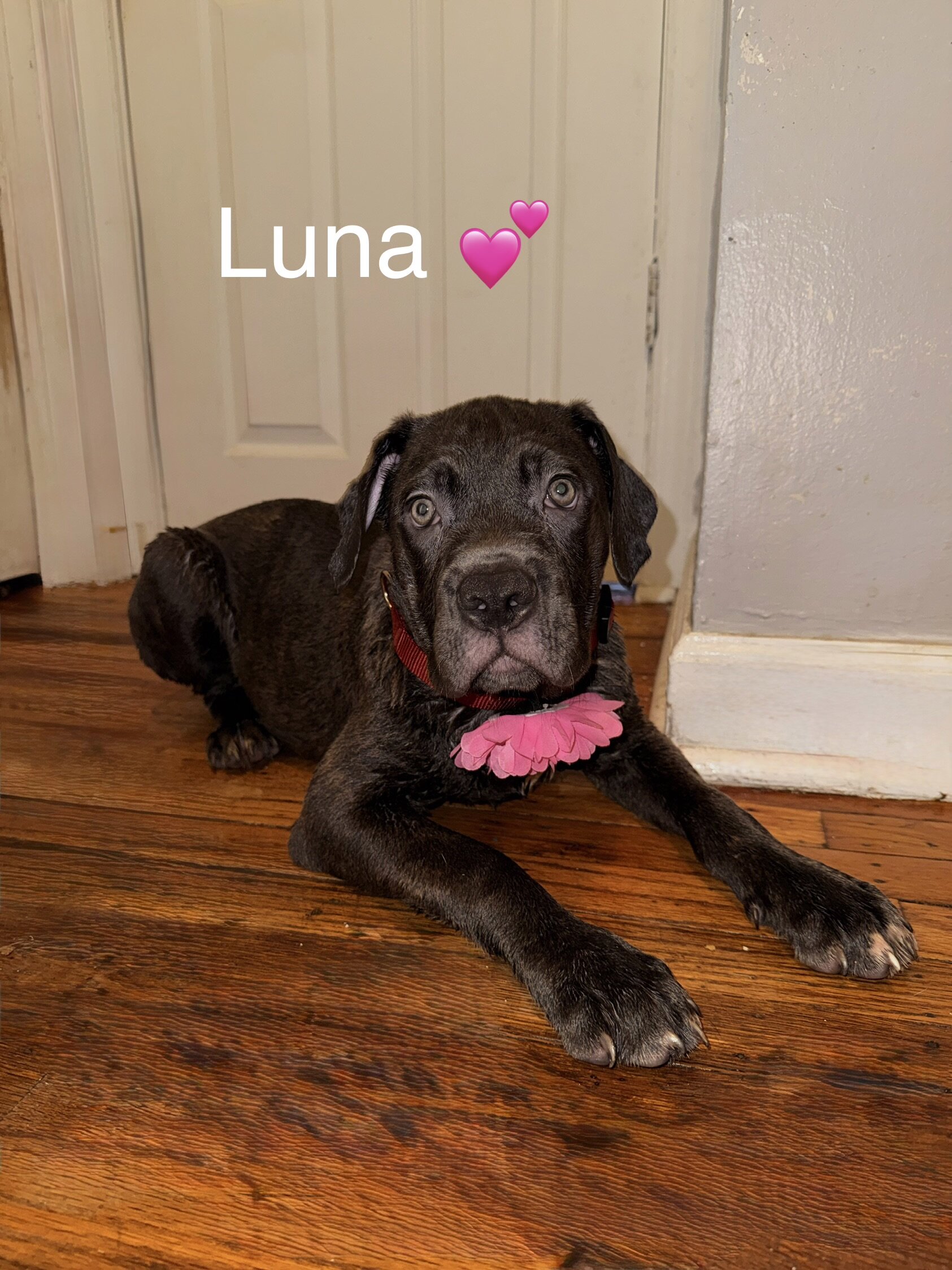 Cane Corso Puppies image 2