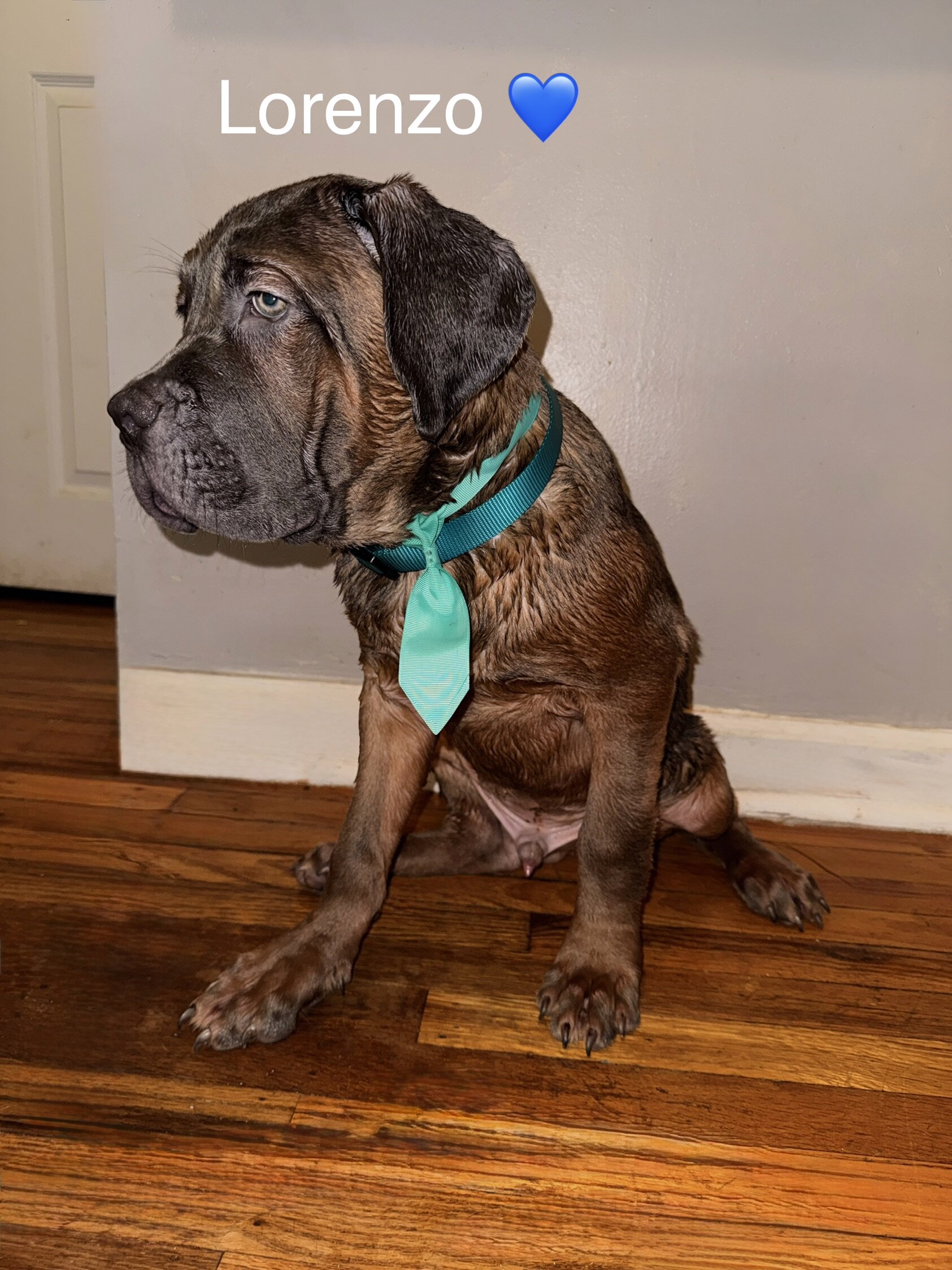 Cane Corso Puppies image 6