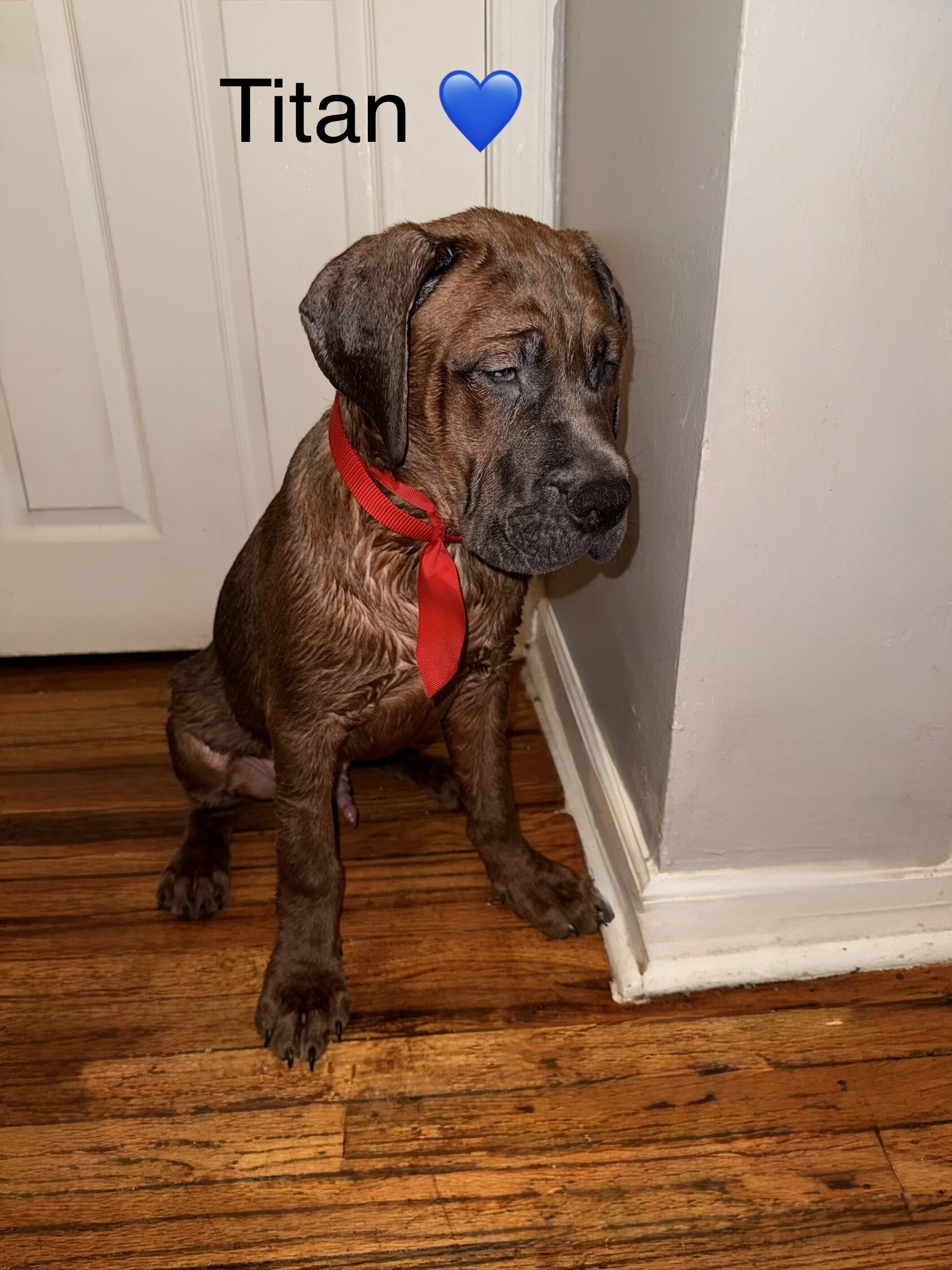 Cane Corso Puppies image 3