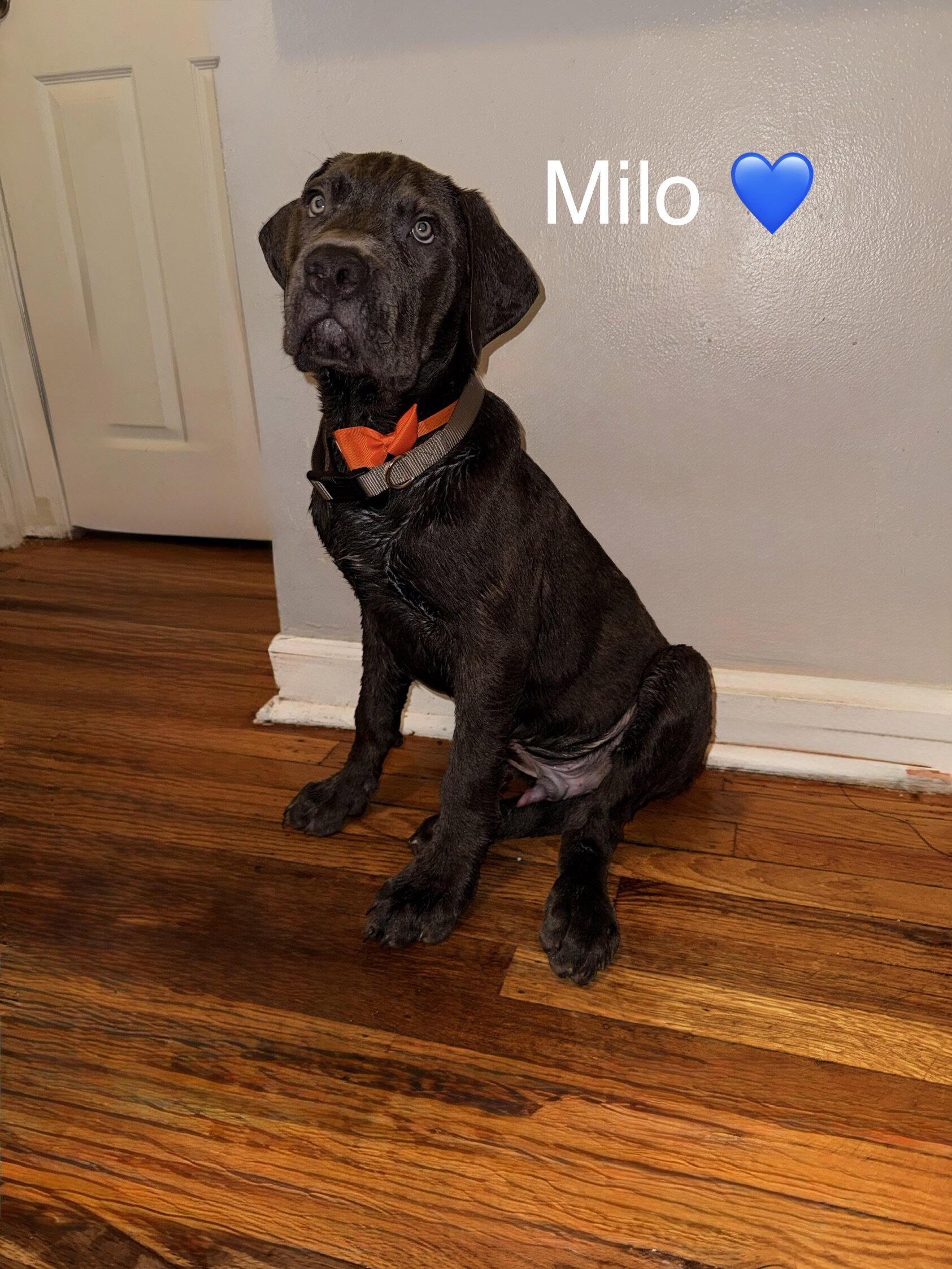 Cane Corso Puppies image 1