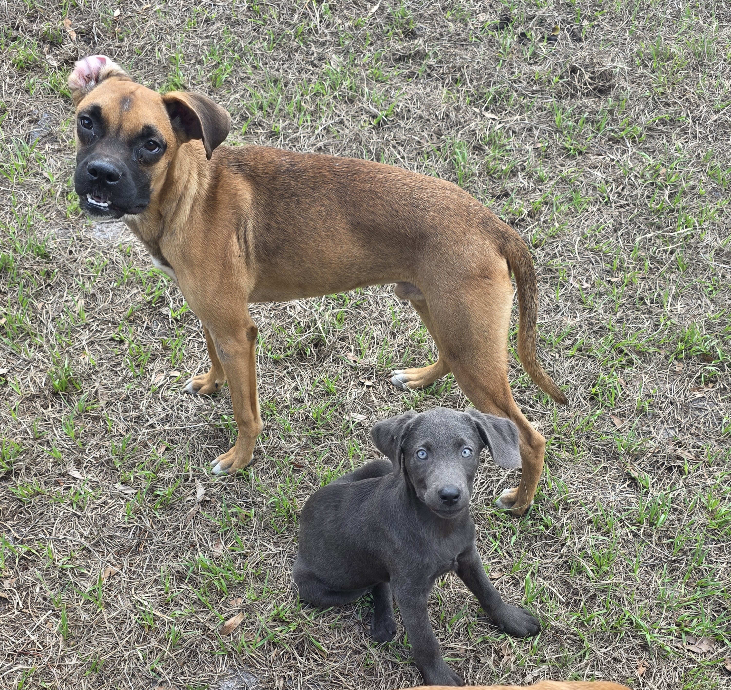 Boxer/husky mix yearling image 1