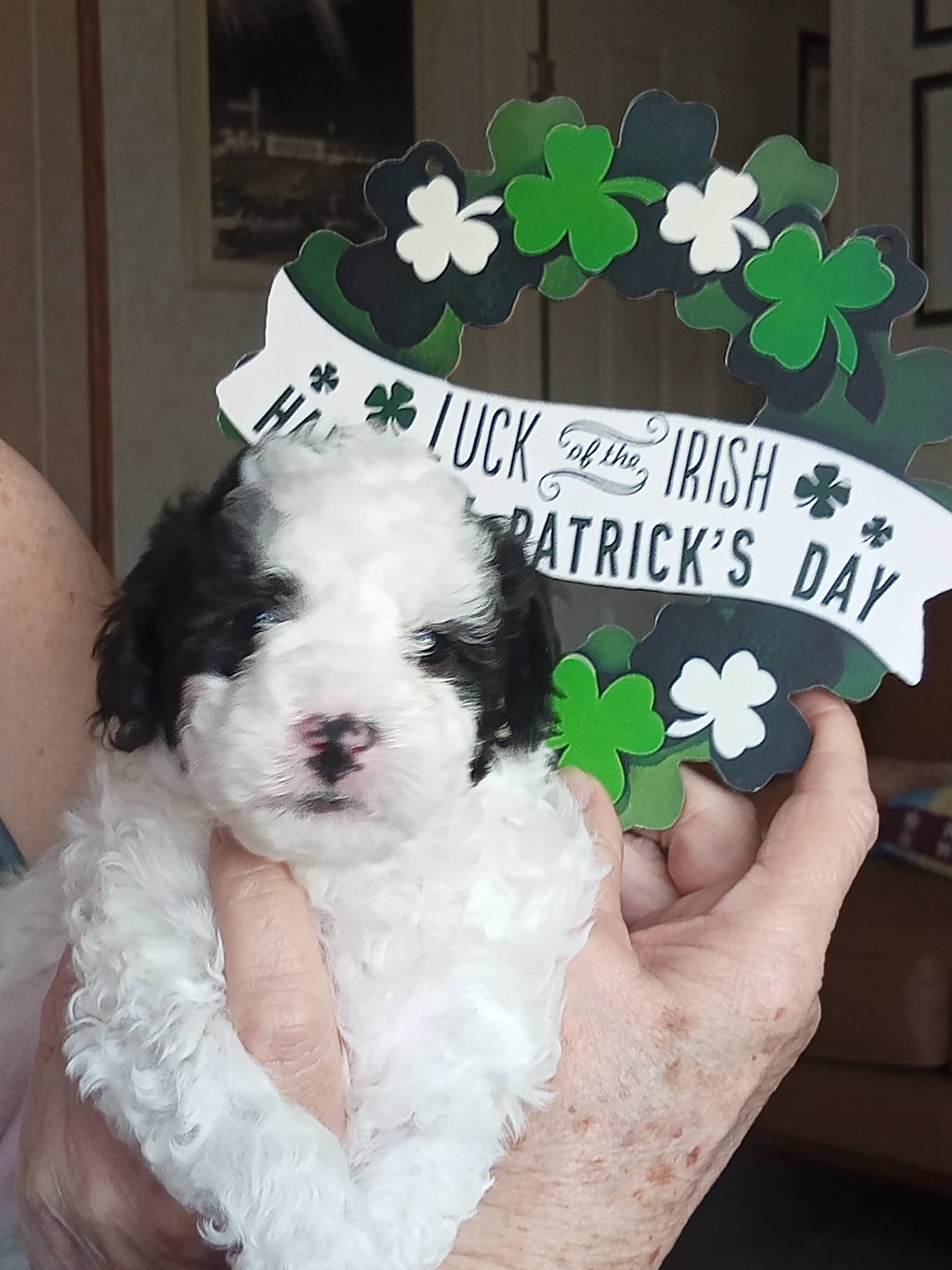 Toy Poodle image 2