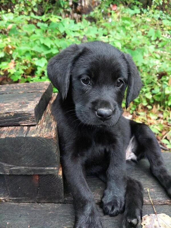 Labrador Retriever Pupps image 5