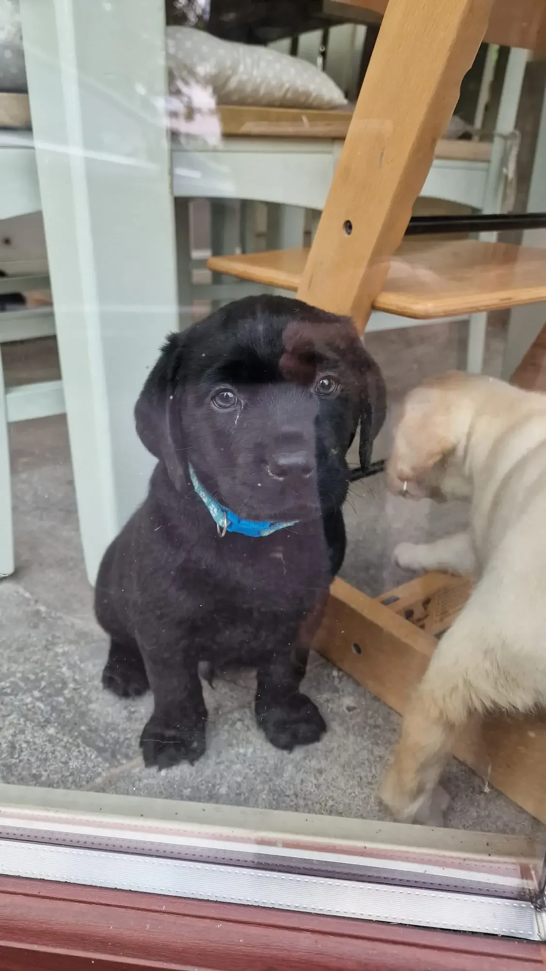 Labrador Retriever Pupps image 1