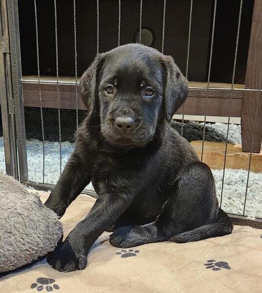 Labrador Retriever Pupps image 2