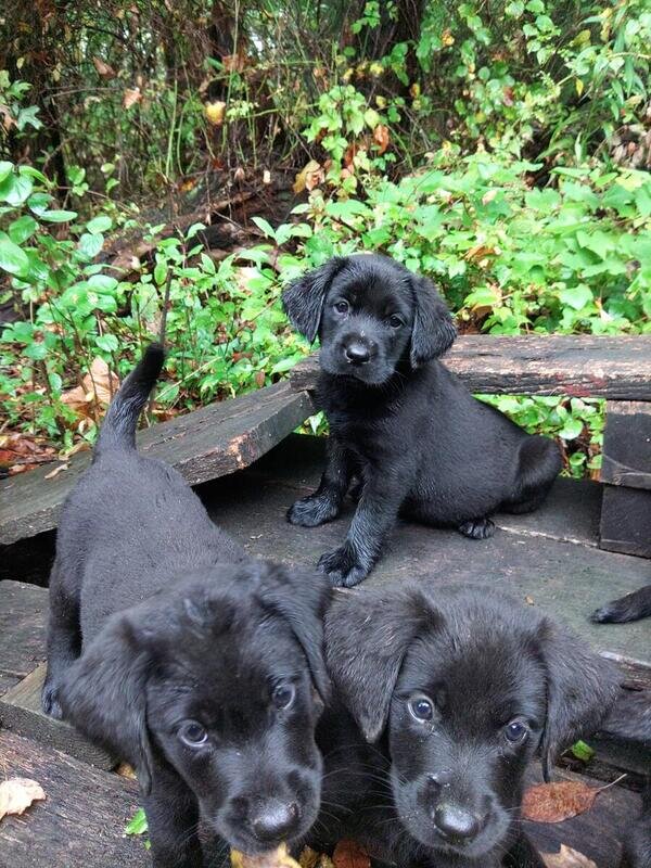 Labrador Retriever Pupps image 4
