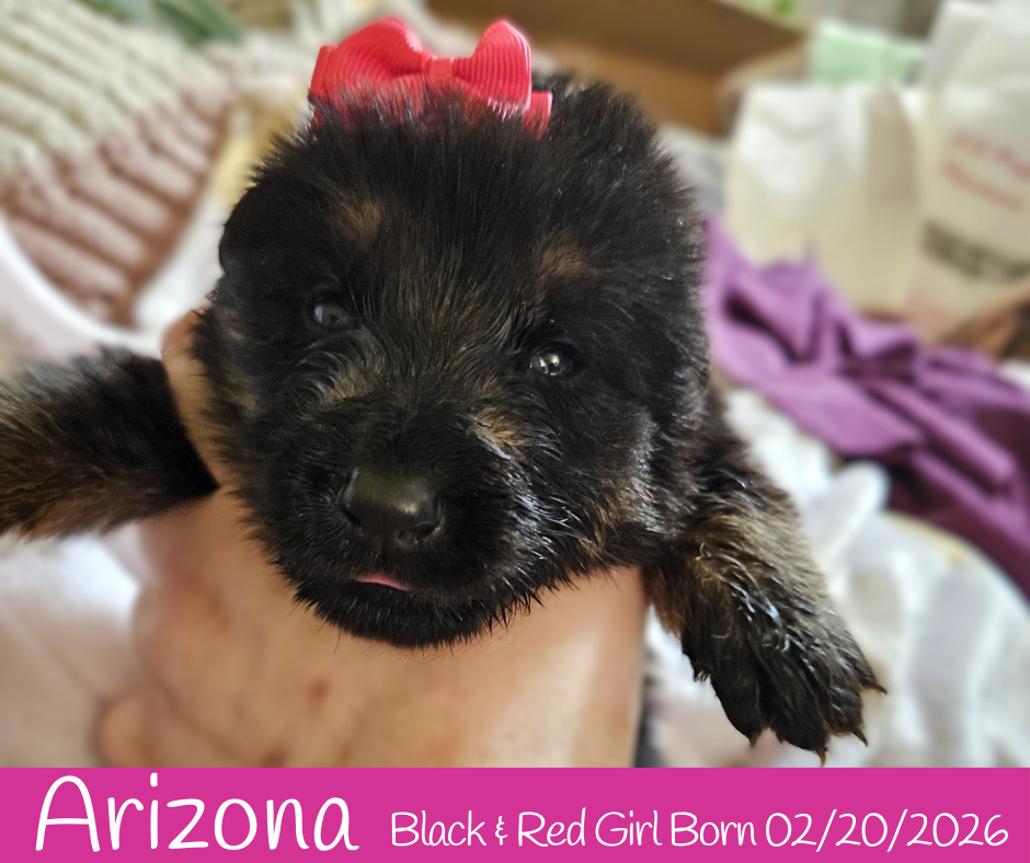 West German Showline German Shepherd Puppies image 1