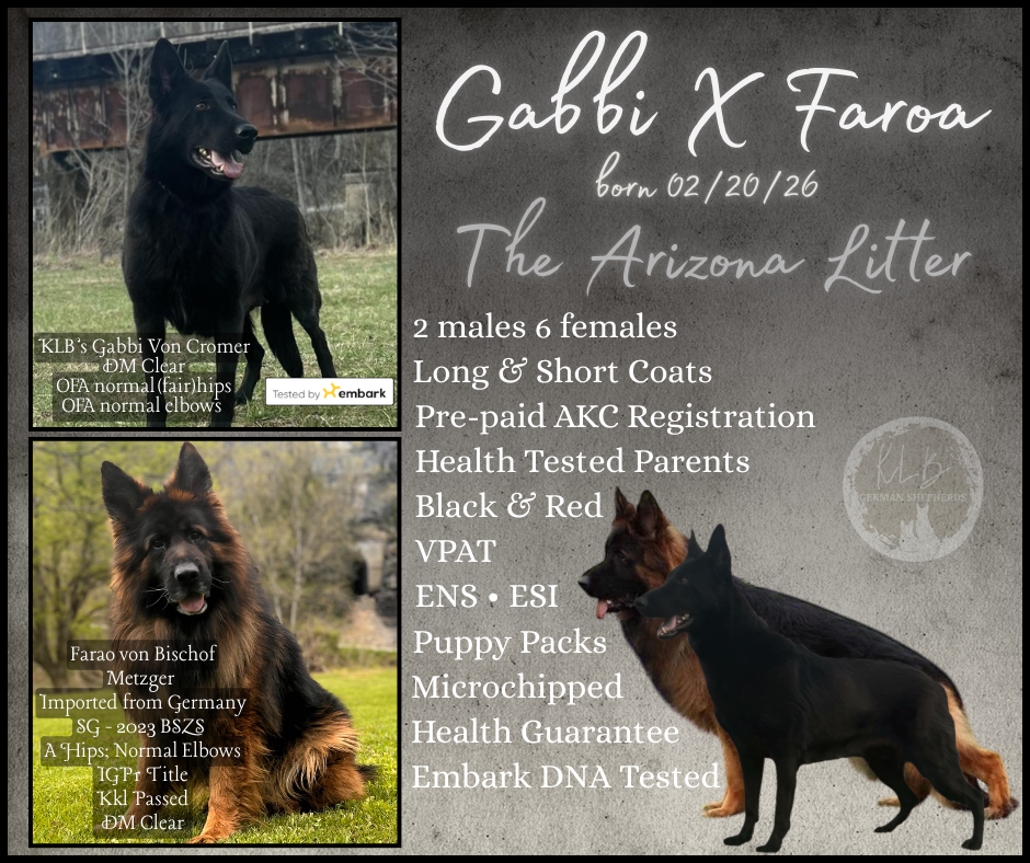 West German Showline German Shepherd Puppies image 6