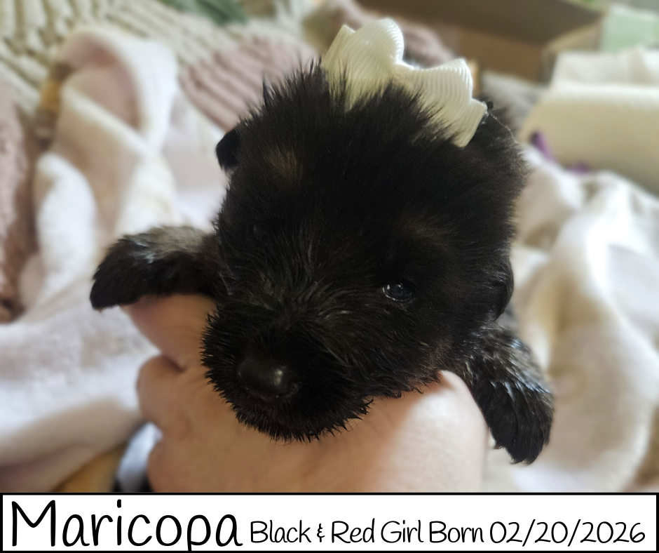West German Showline German Shepherd Puppies image 2