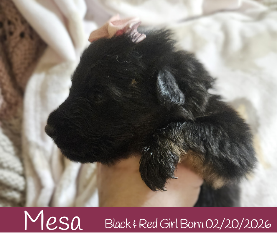 West German Showline German Shepherd Puppies image 3
