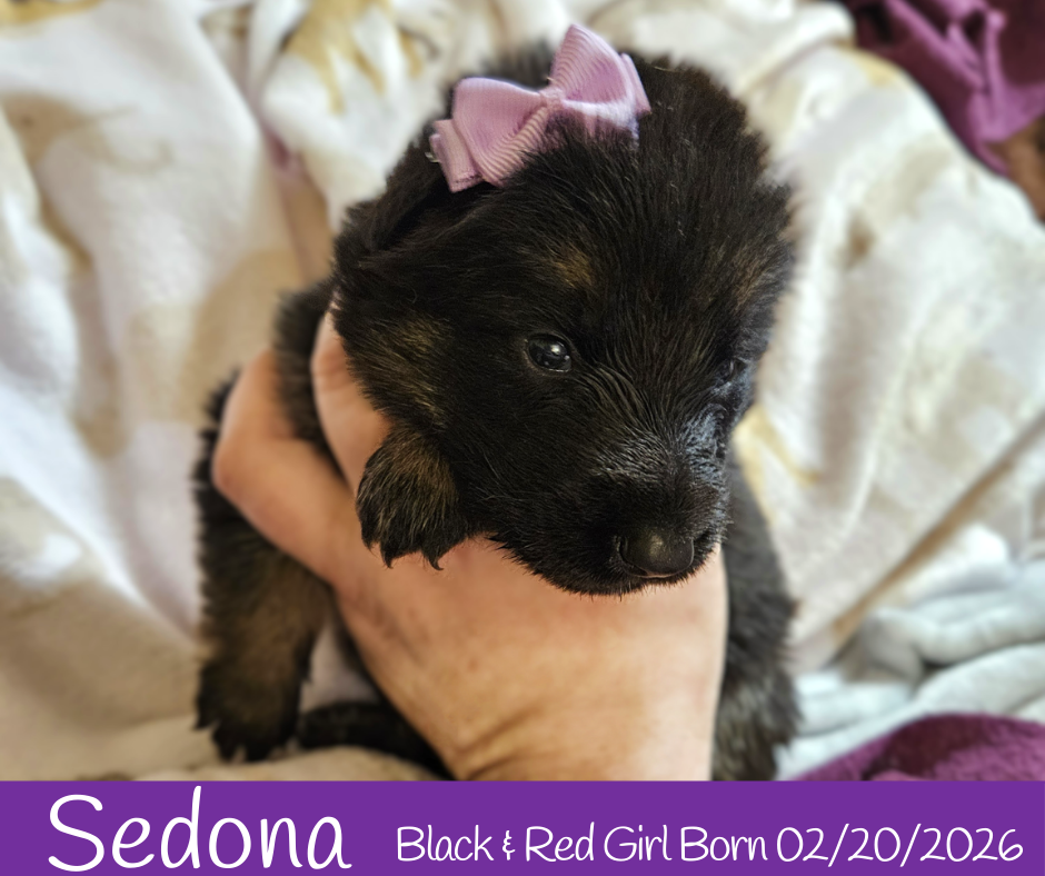 West German Showline German Shepherd Puppies image 4