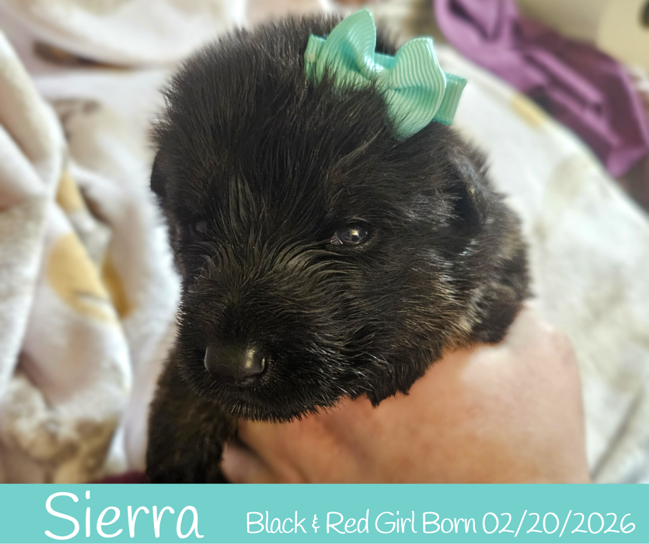 West German Showline German Shepherd Puppies image 5