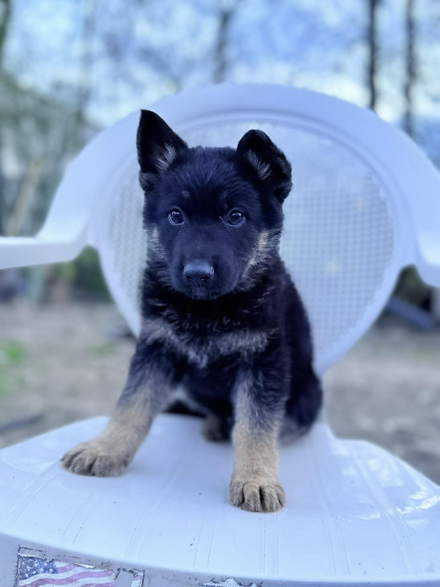 German Shepherd Puppies image 2