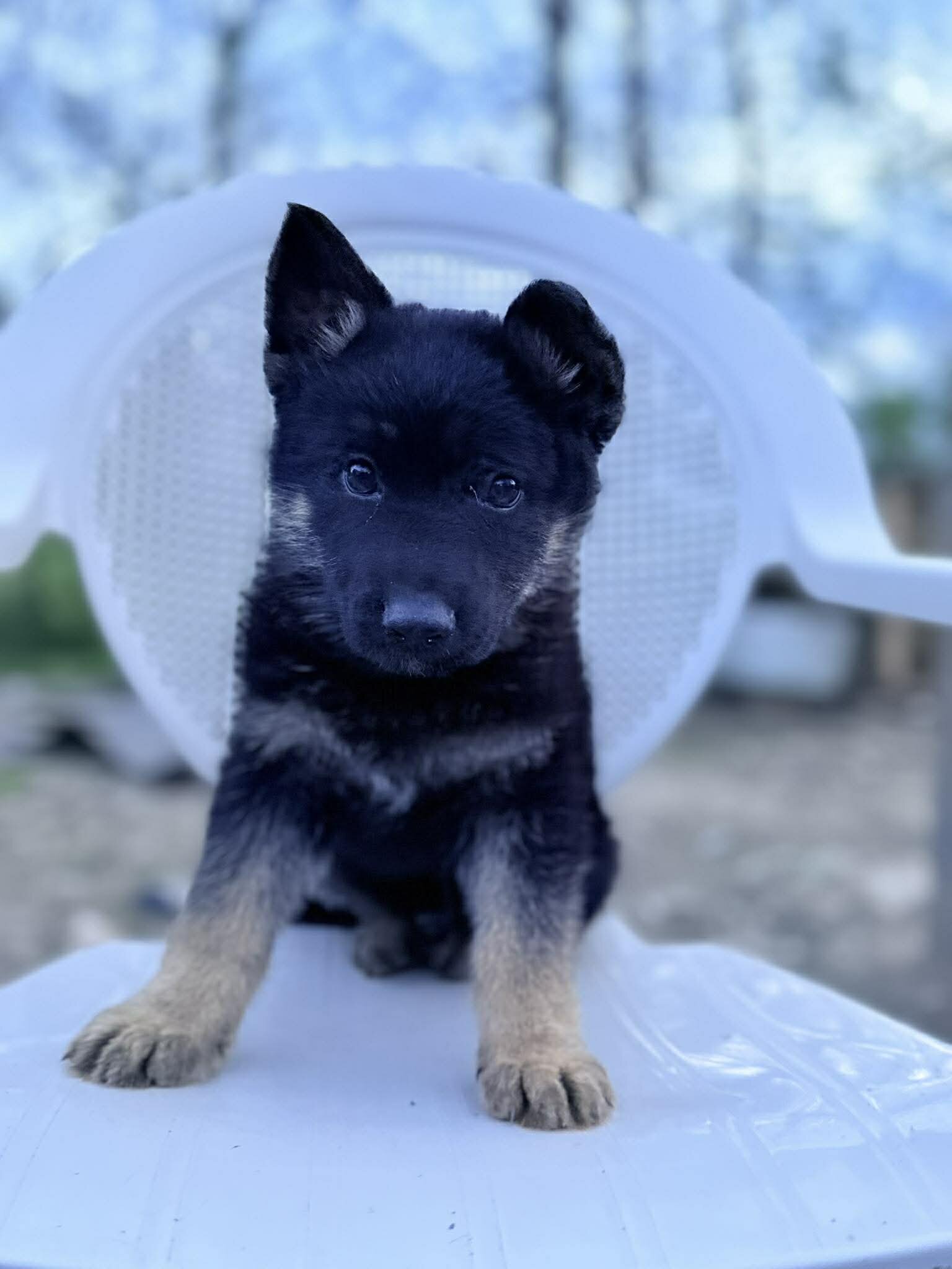 German Shepherd Puppies image 3