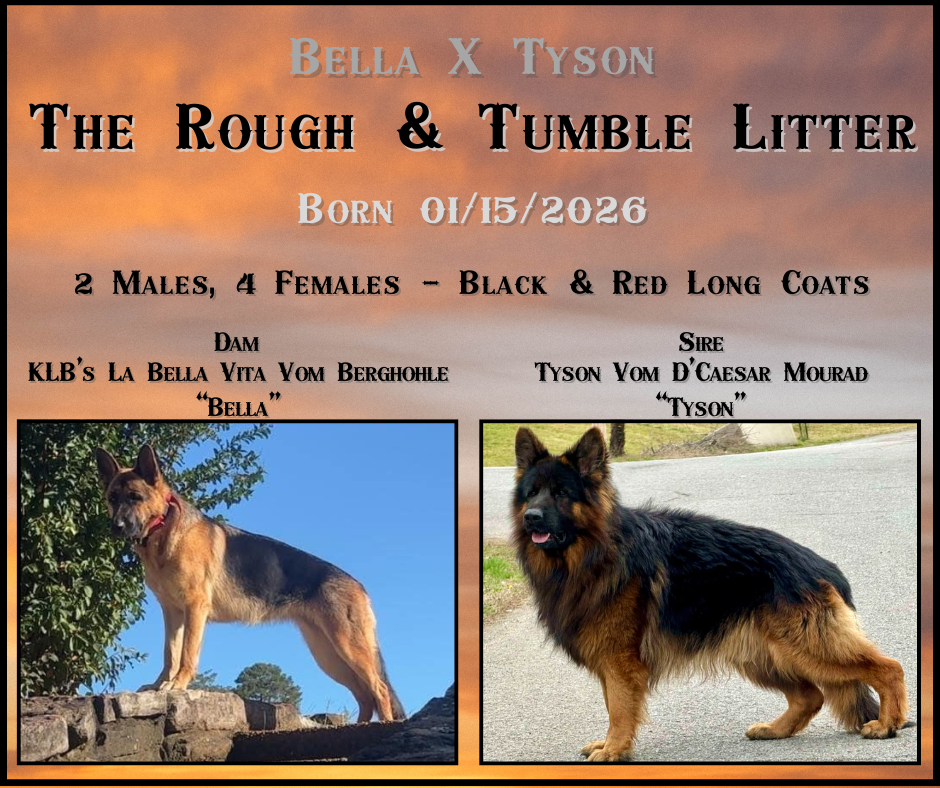 German Shepherd Puppies image 1