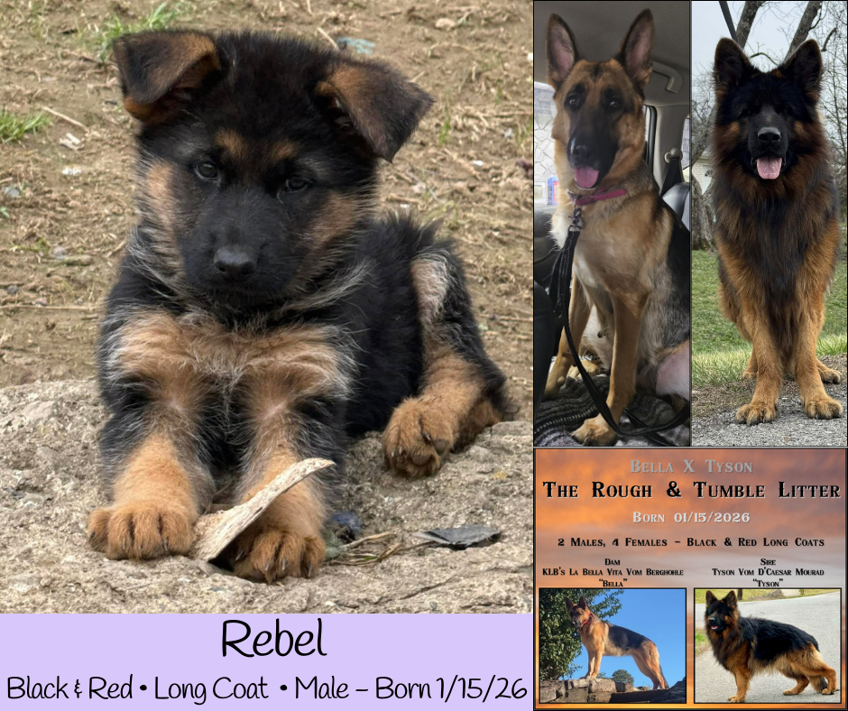 German Shepherd Puppies image 4