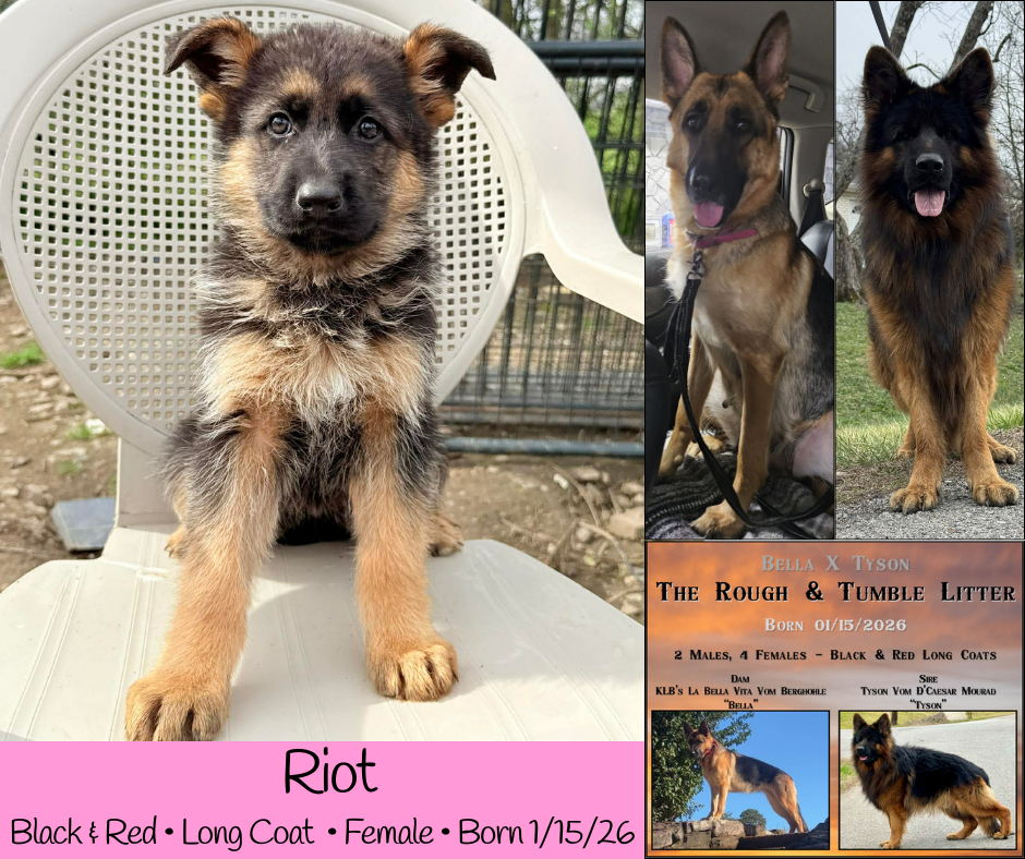 German Shepherd Puppies image 5