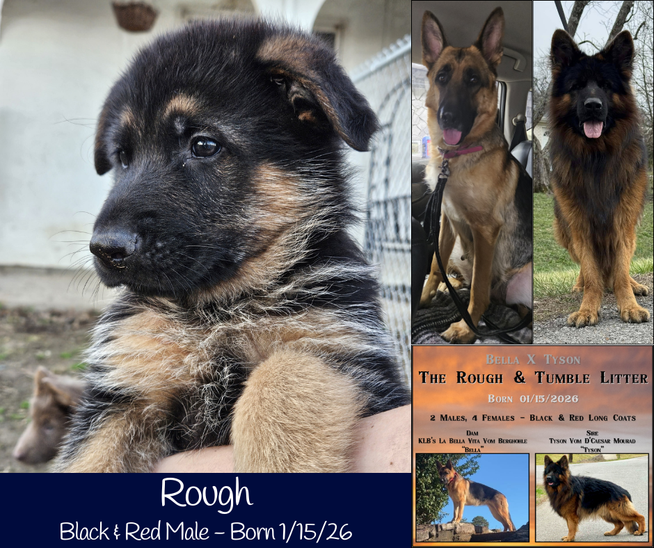 German Shepherd Puppies image 7