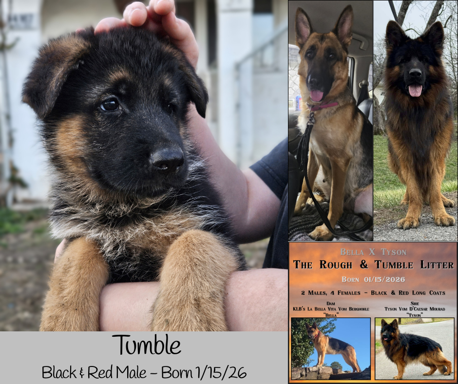 German Shepherd Puppies image 6