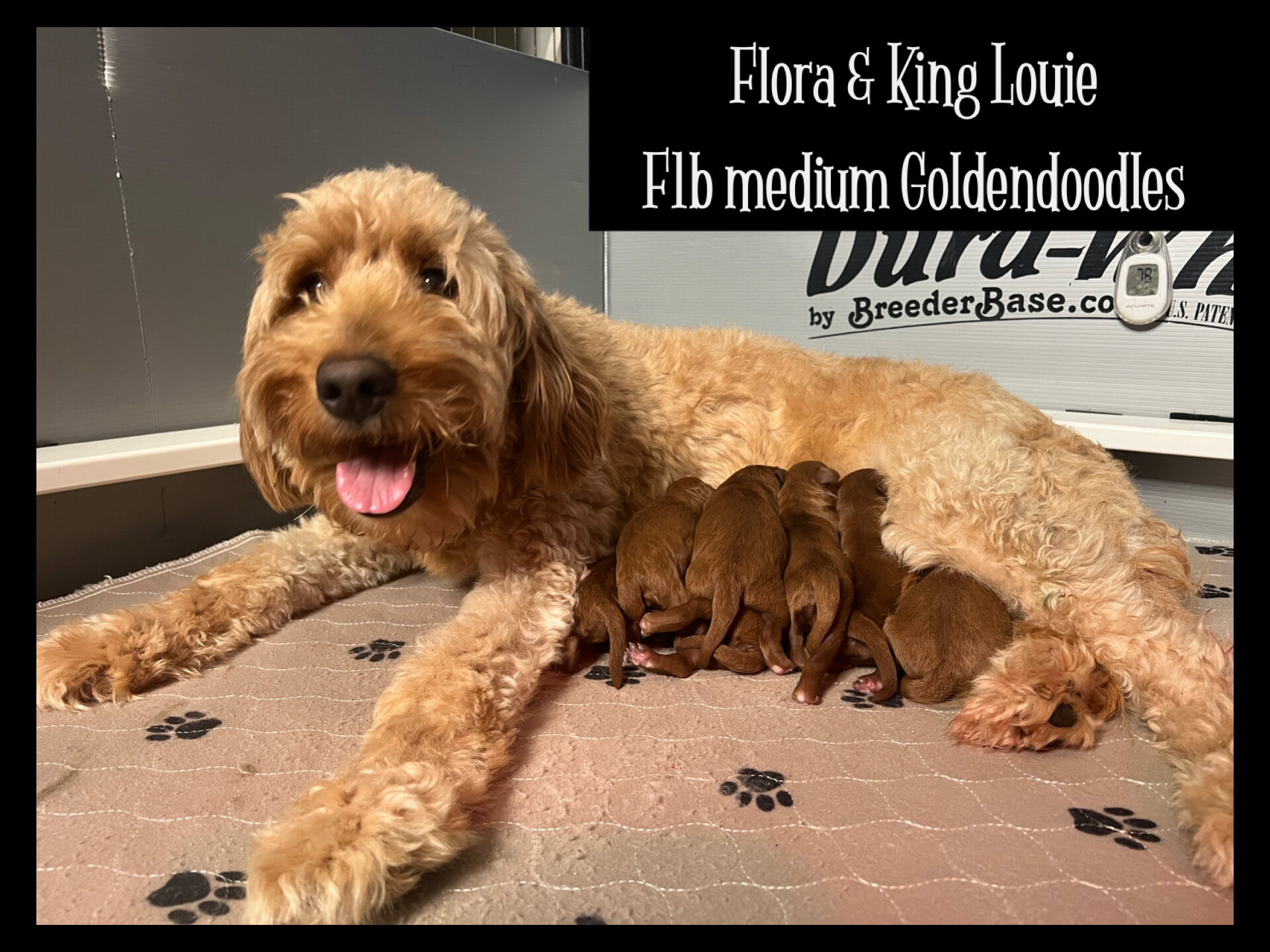 Milo - F1b Goldendoodle image 4