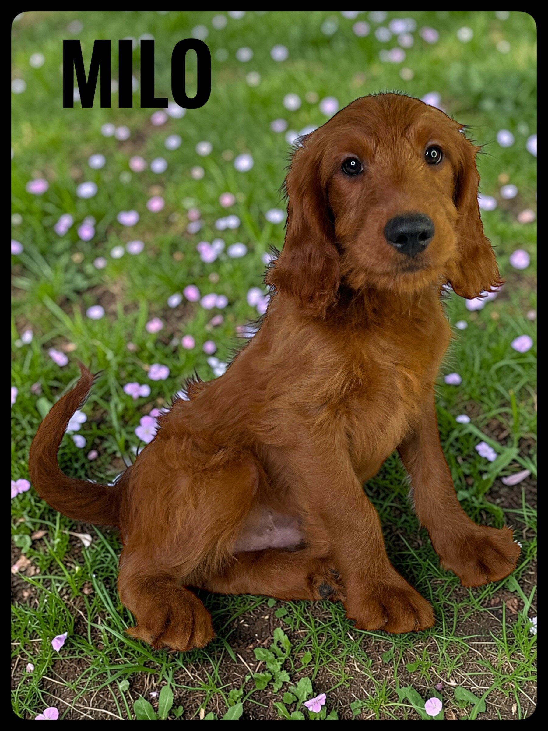 Milo - F1b Goldendoodle image 3