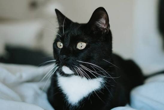 Tuxedo Kitty Cat Milo image 1