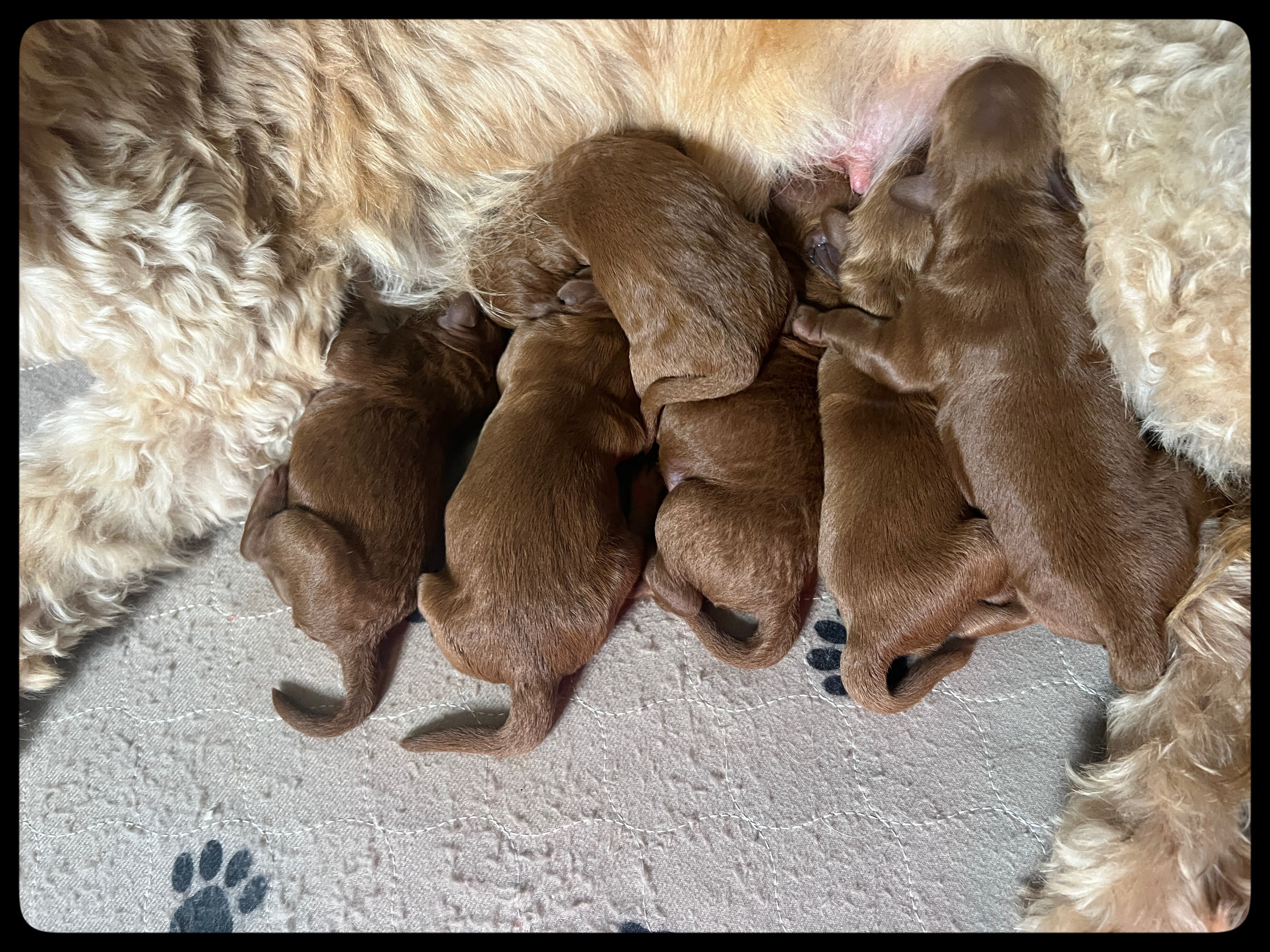 Dante - F1b Goldendoodle image 5