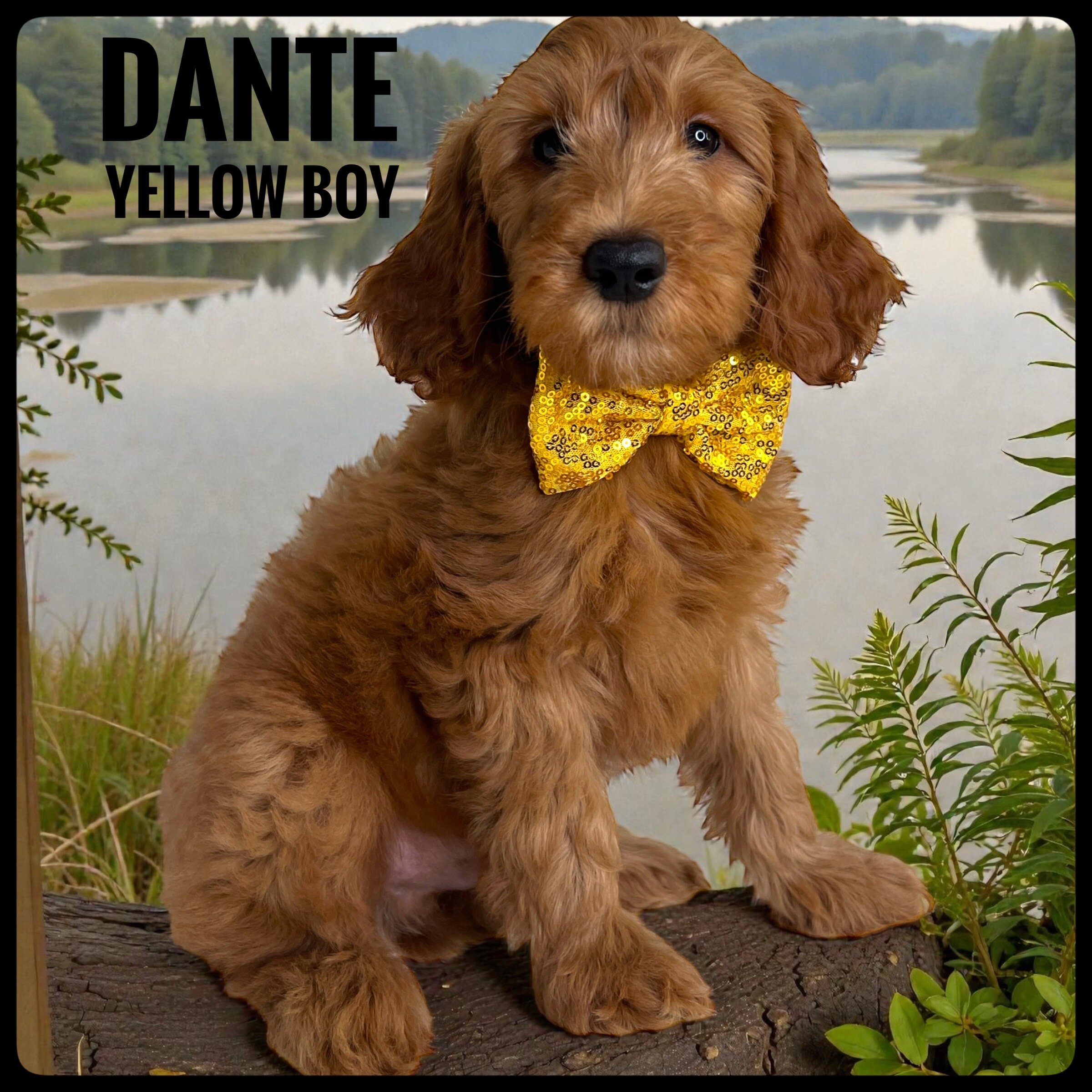 Dante - F1b Goldendoodle image 3