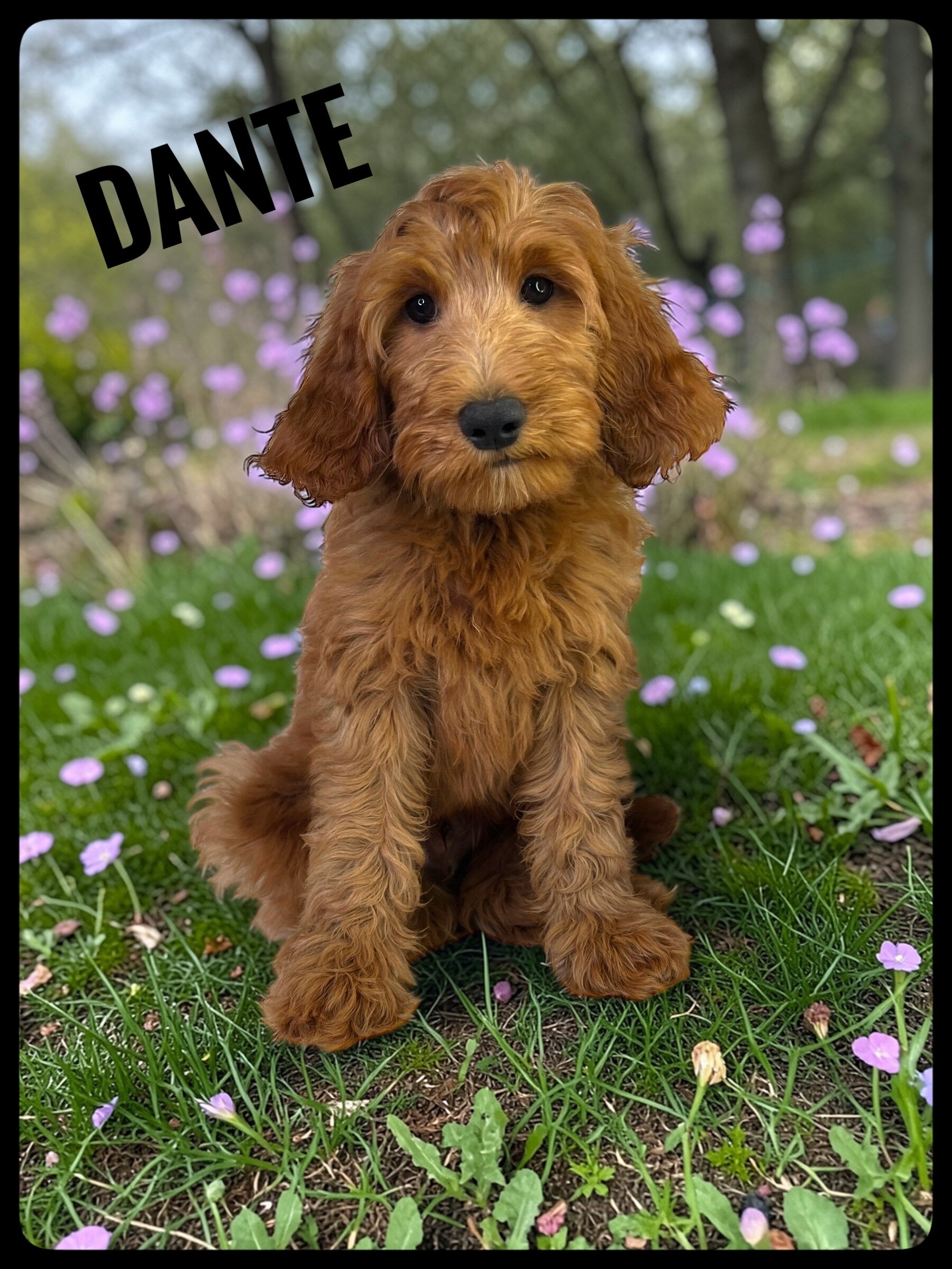 Dante - F1b Goldendoodle image 2
