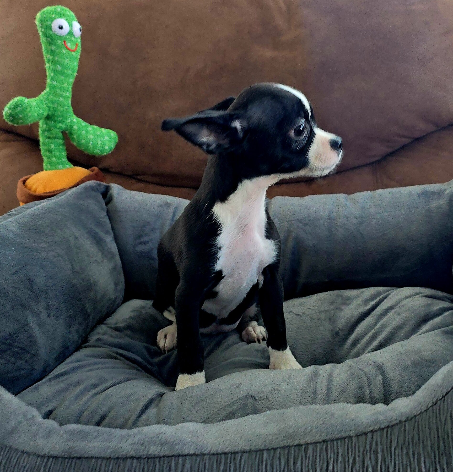 chihuahua image 2