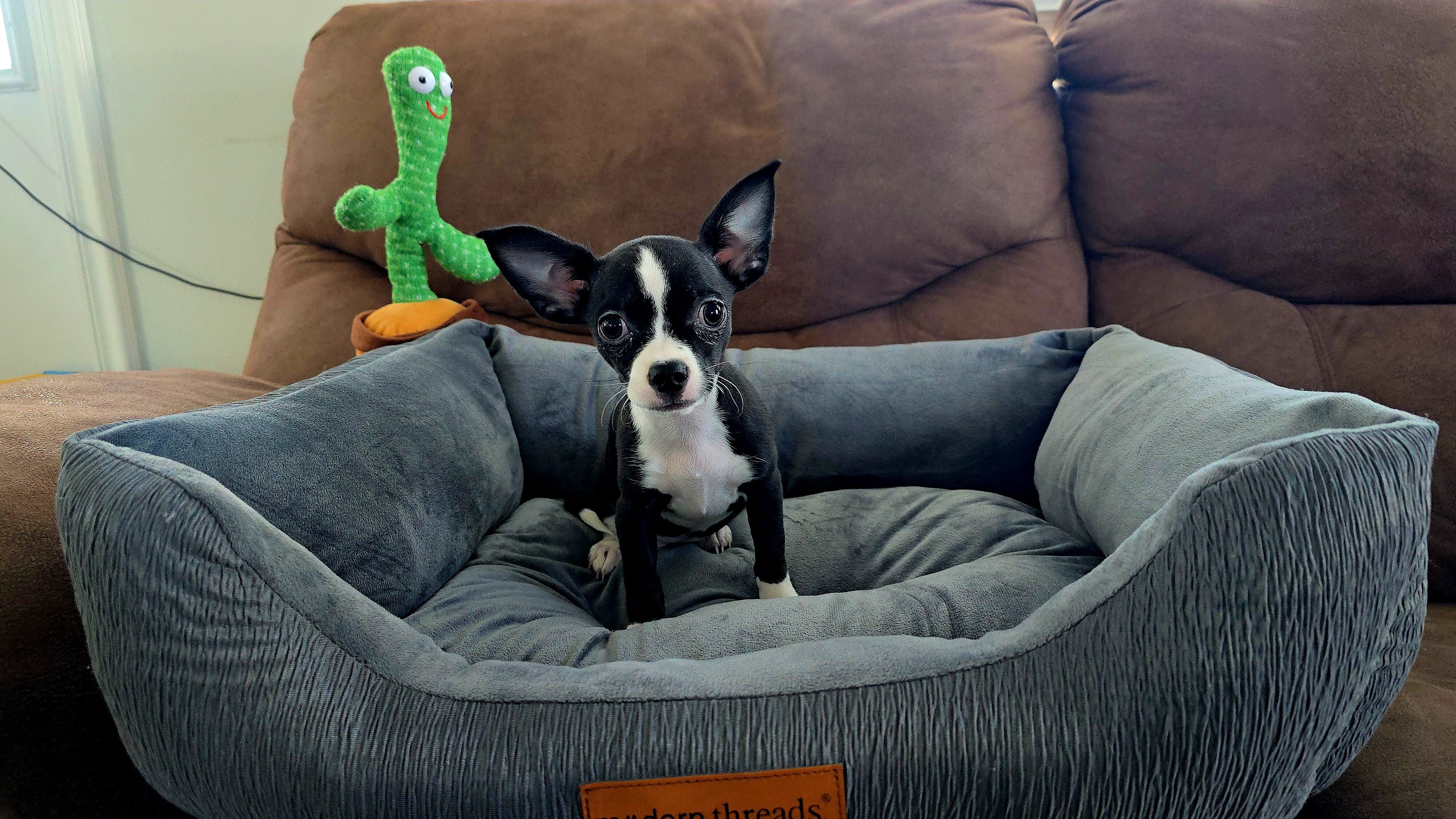 chihuahua image 1