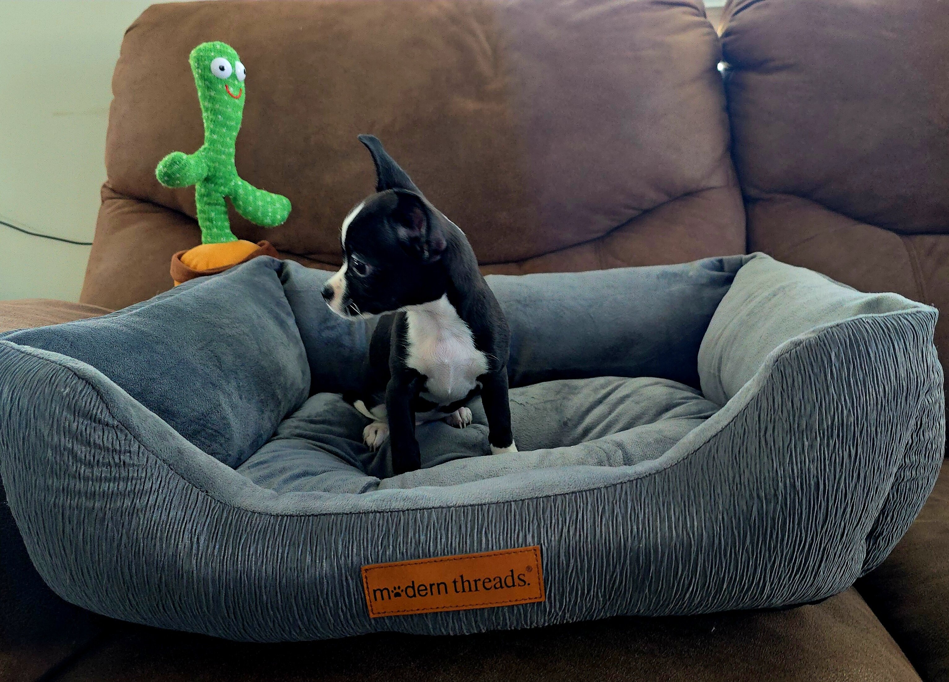 chihuahua image 3