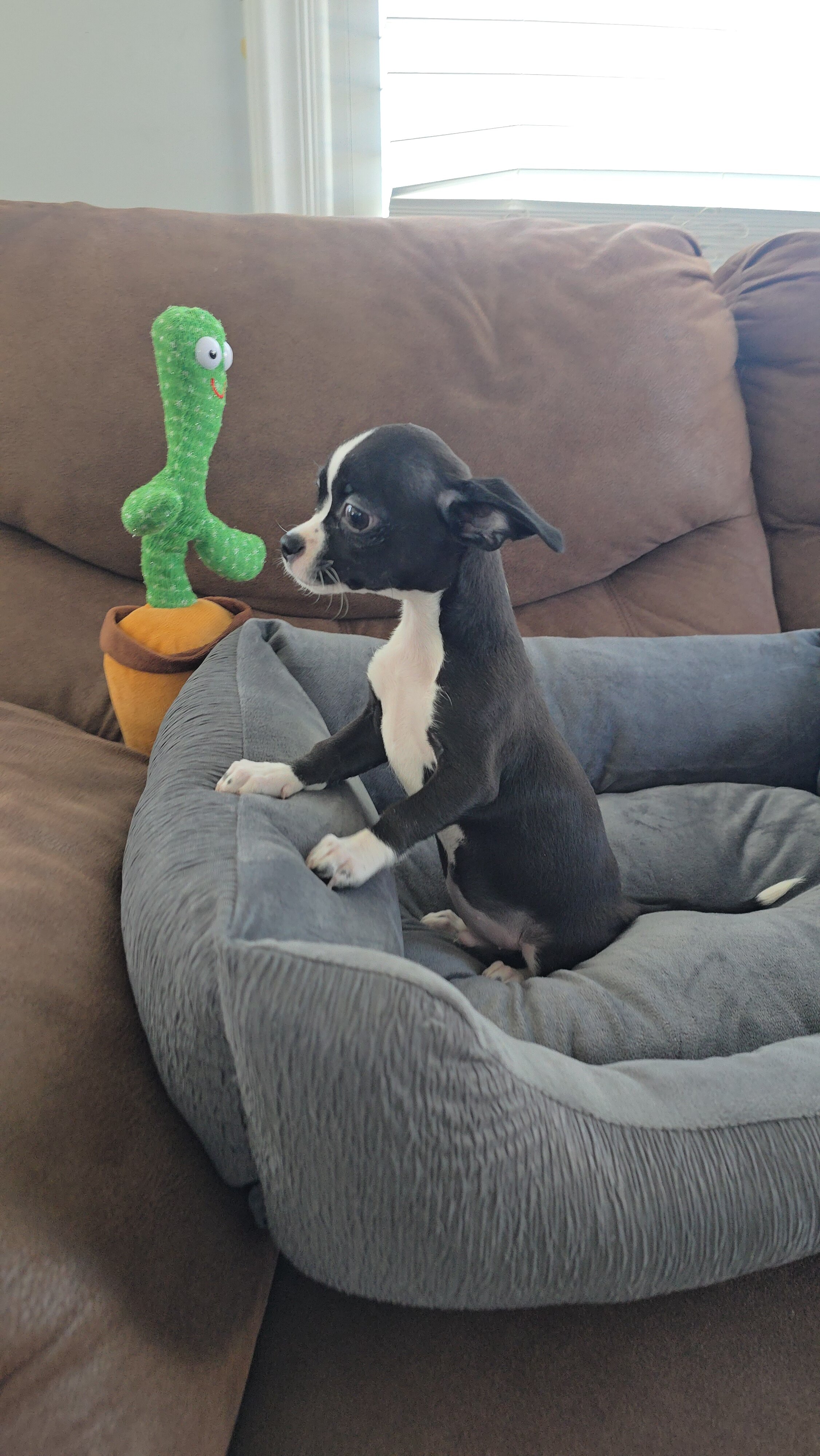 chihuahua image 5